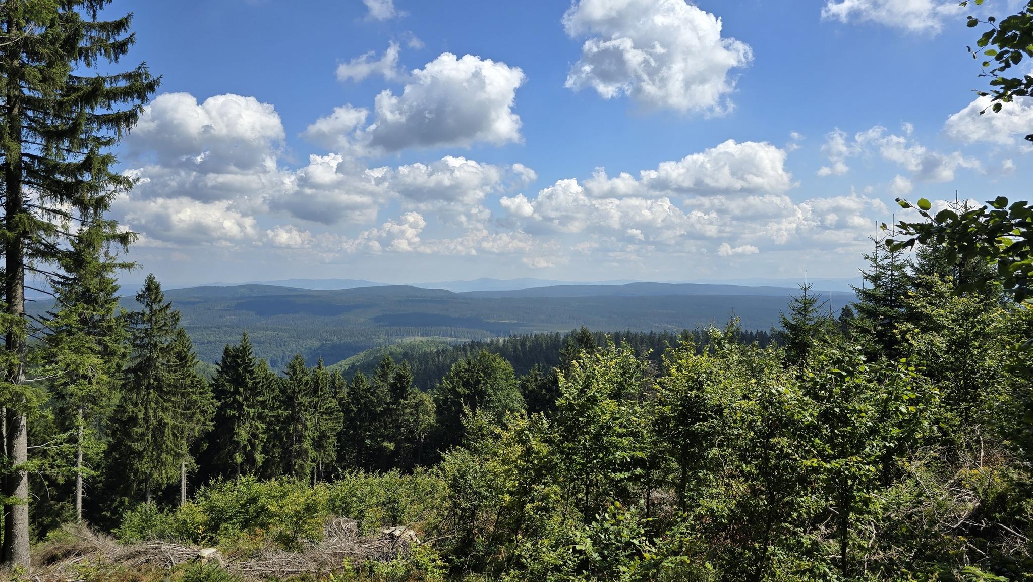 O que fazer em Lasy Pszczyńskie