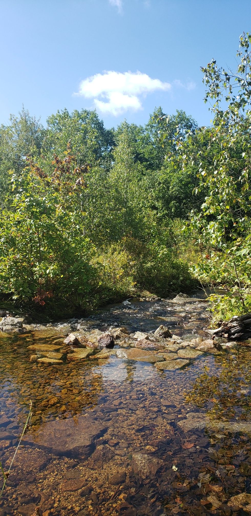 Clear stream flowing over rocks, surrounded by green trees under a blue sky. - Hiking loop from Dick & Nancy Eales Preserve at Moosic Mountain