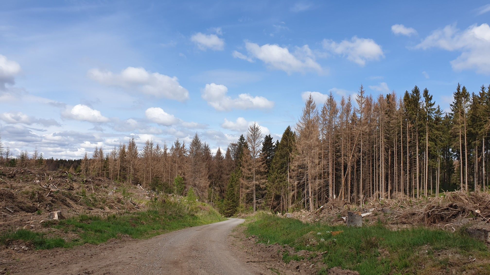 Waldsterben 