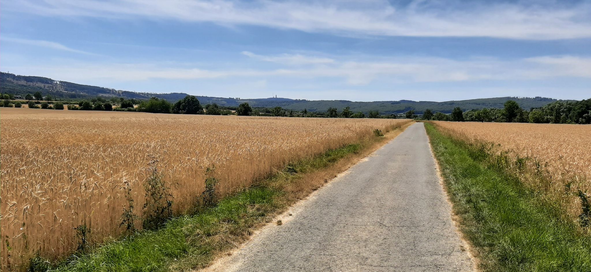 Blick zum Großen Feldberg - zwischen Oberhain und Flugplatz Anspach