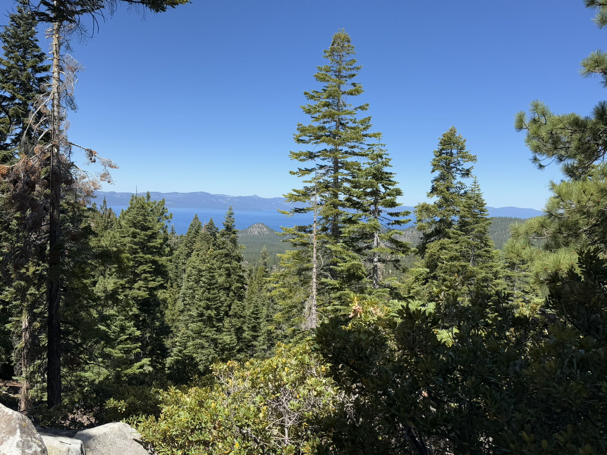 Sunny view of a vast blue lake beyond a dense pine forest. - Boulder Lodge to Van Sickle Trail via Tahoe Rim Trail