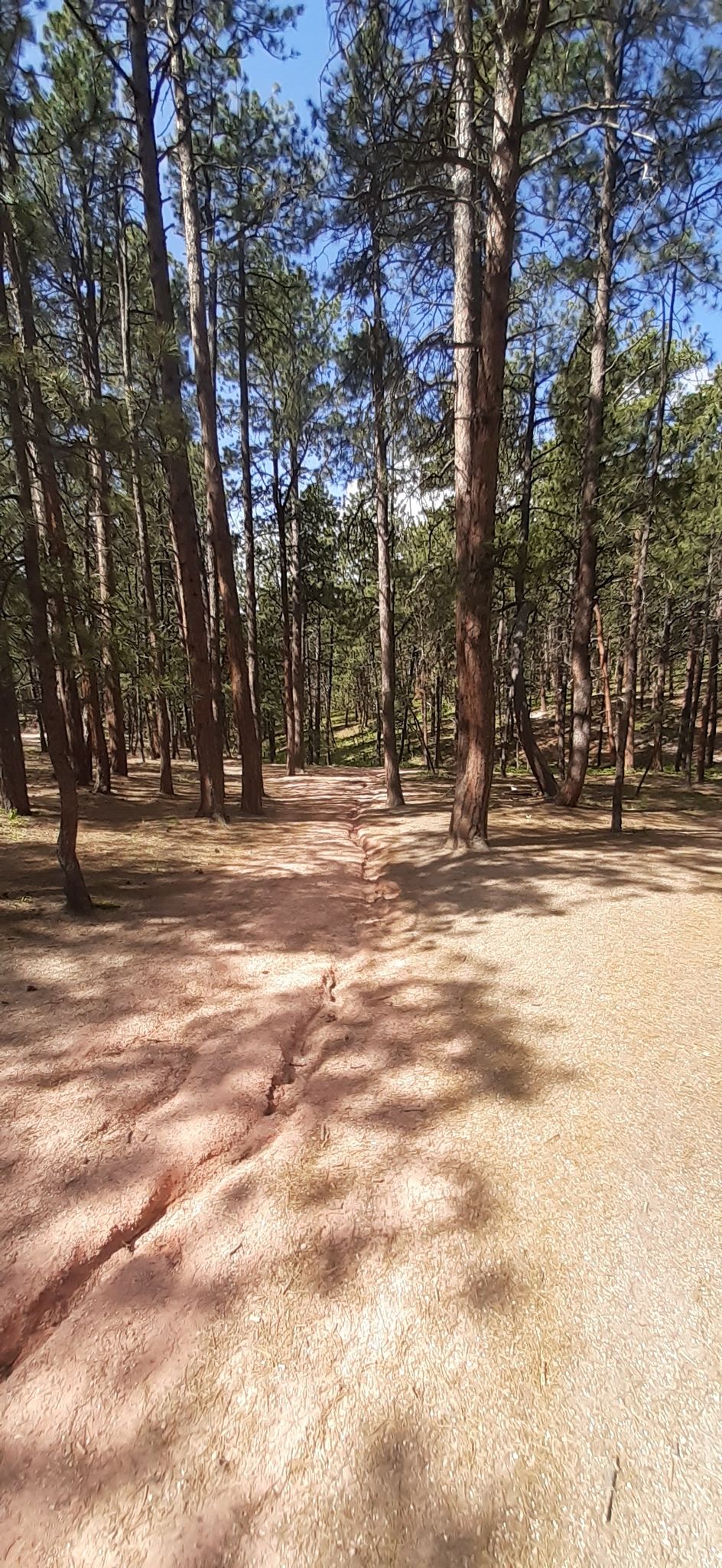 Dirt path winding through a sun-dappled pine forest on a clear day. - Fallen Timbers Trail