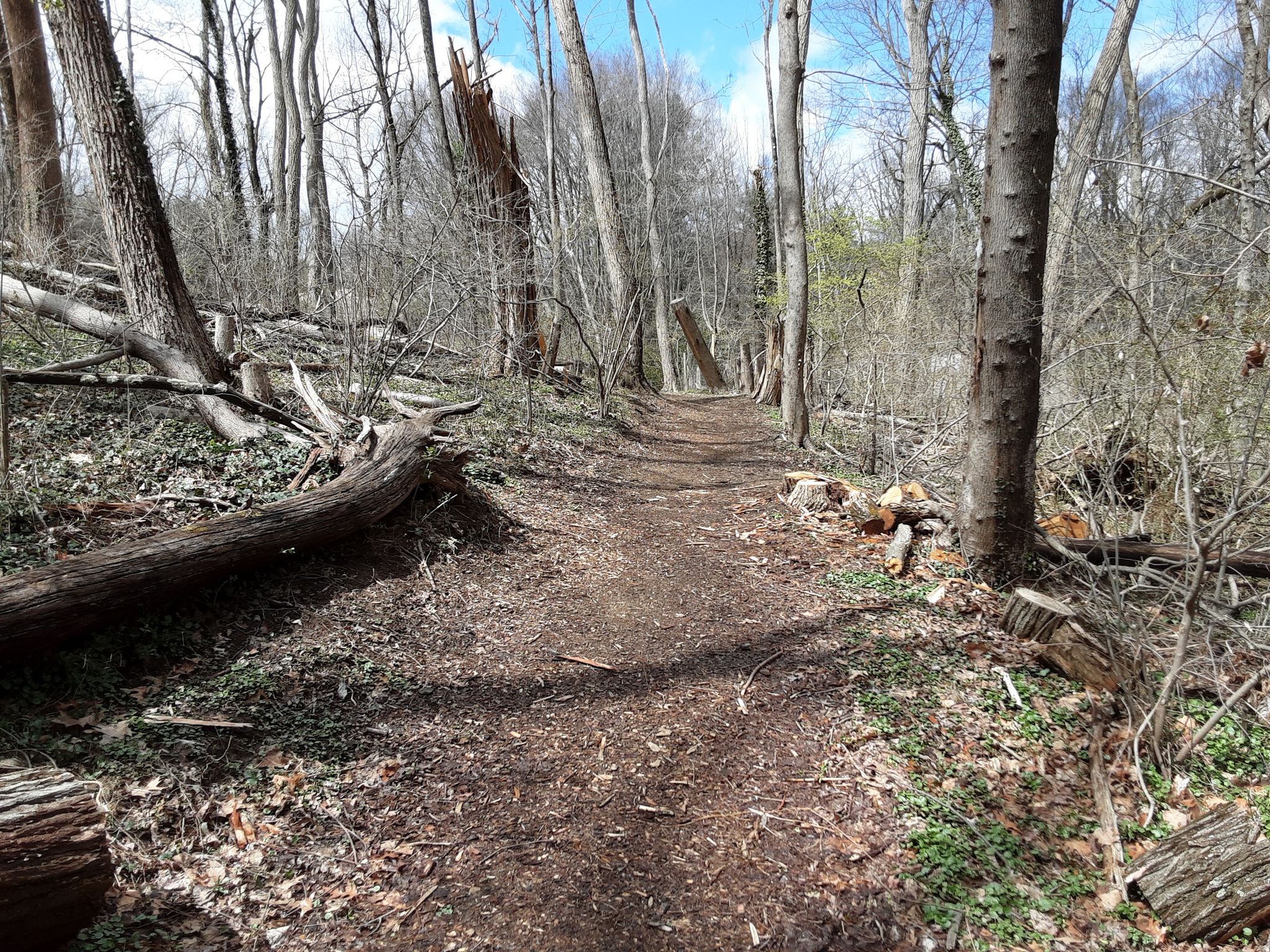 Sunny dirt path winding through a bare forest with fallen trees. - Saunders Woods Preserve Loop