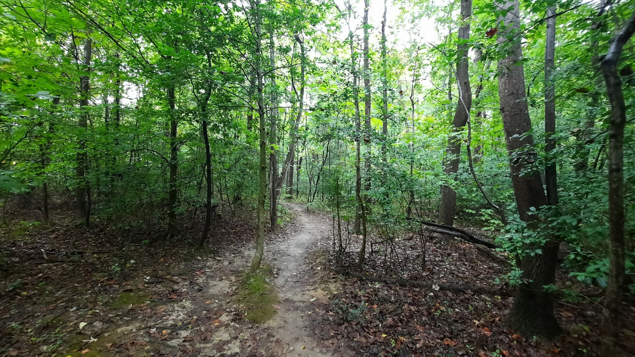 A narrow dirt path winds through a dense, green, sun-dappled forest. - Abandoned car ruins – Fairland Skills Park loop from Paint Branch High School