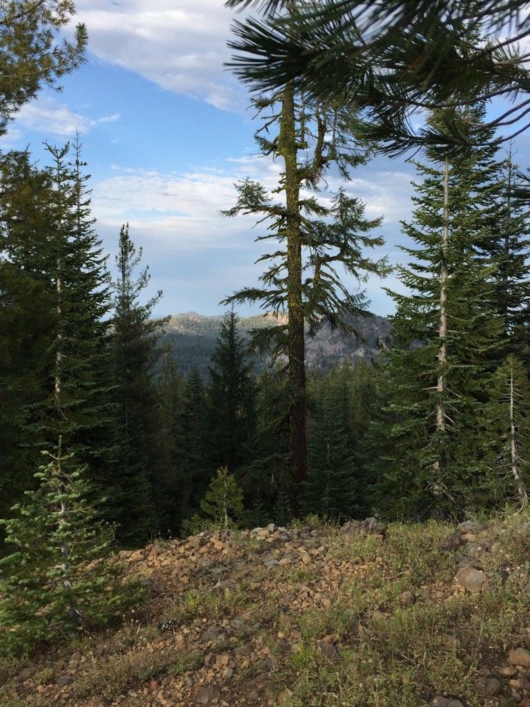 Dense evergreen forest on a hillside with distant mountains under a bright sky. - Mount Harkness Loop Trail