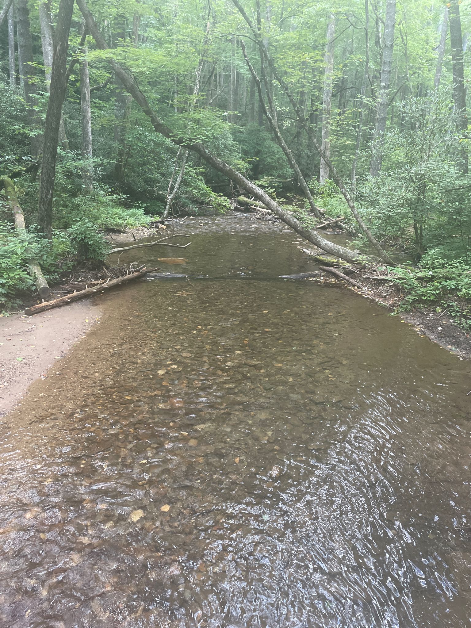 Clear forest stream with fallen logs under diffused light. - High Shoals Falls Trail