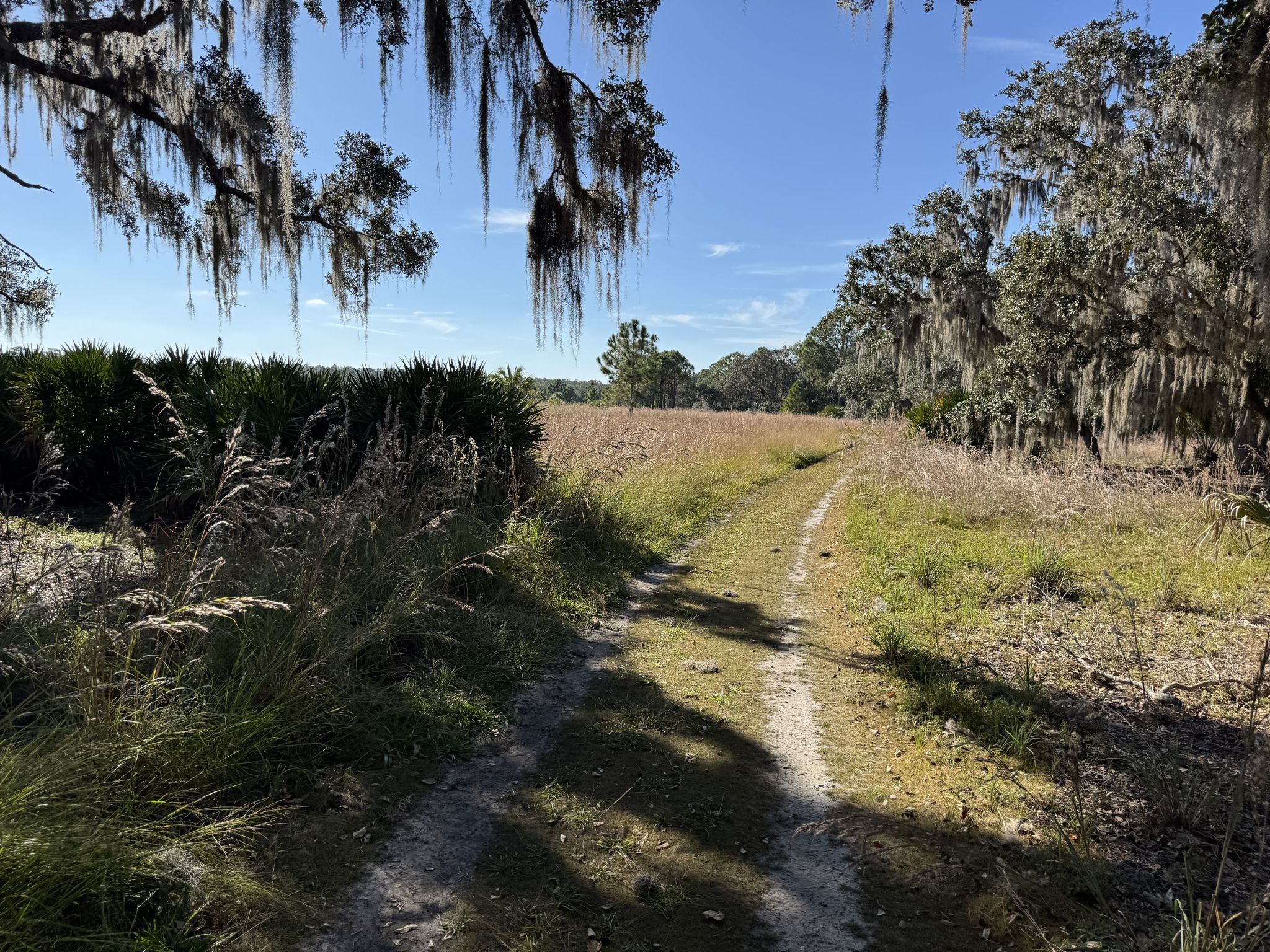 A sunny dirt path winds through a grassy field with mossy trees. - Gobbler Ridge Trail