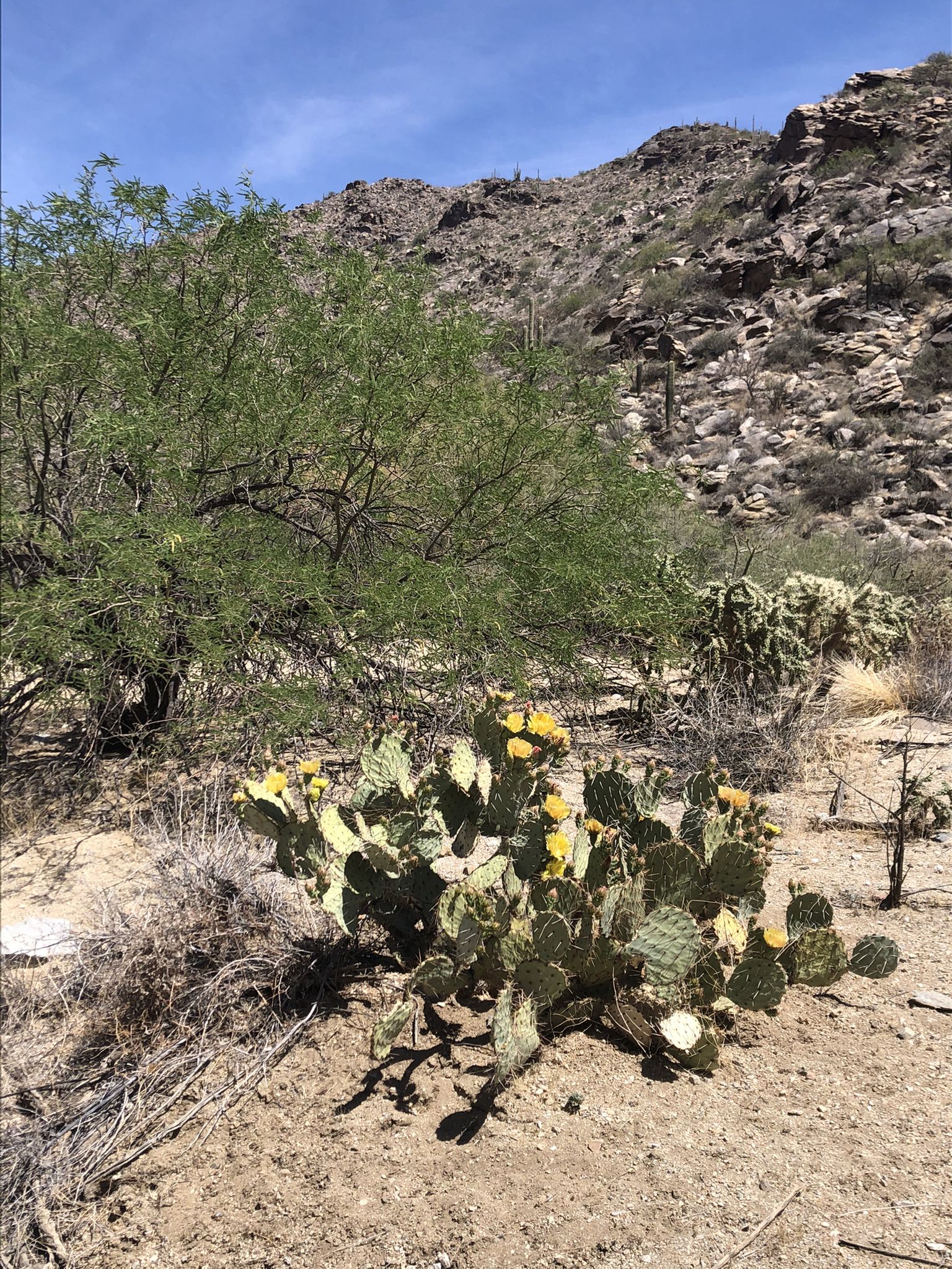 Desert plant with yellow flowers in front of a rocky mountain. - Wild Burro, Wild Mustang, and Upper Javelina Loop