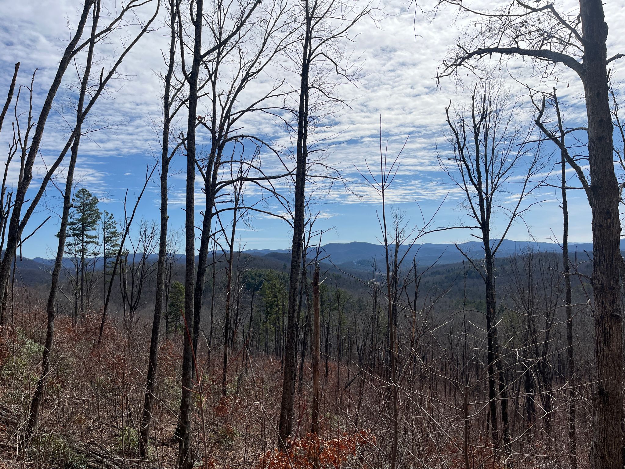 Bare trees on a hillside overlook distant mountains under a cloudy blue sky. - Benton MacKaye Trail: Laddenenn and Wilscot Mountain Loop