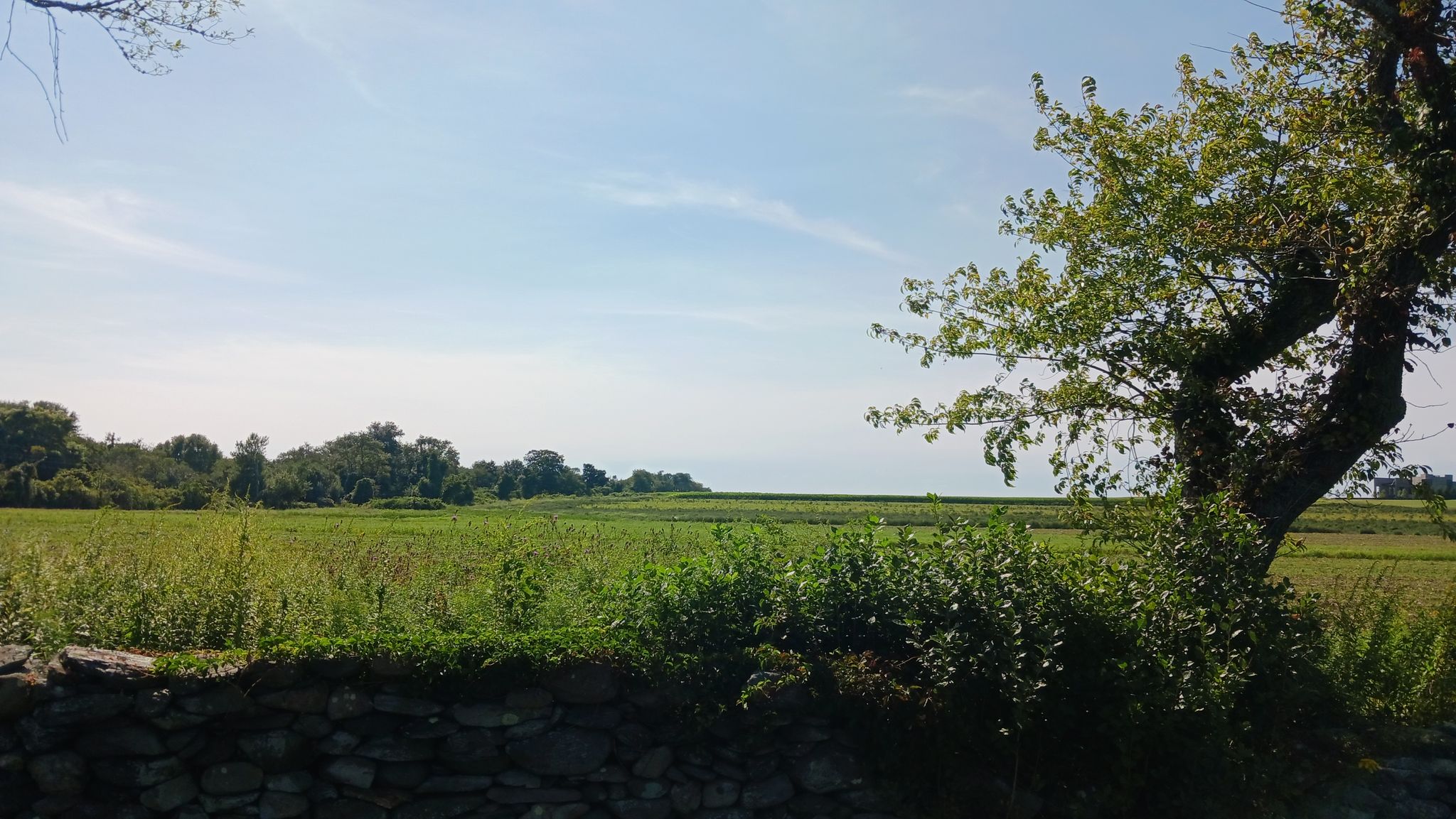 A green field with a stone wall and tree, ocean visible in the distance. - Breakwater Point – Little Compton loop from Grayville