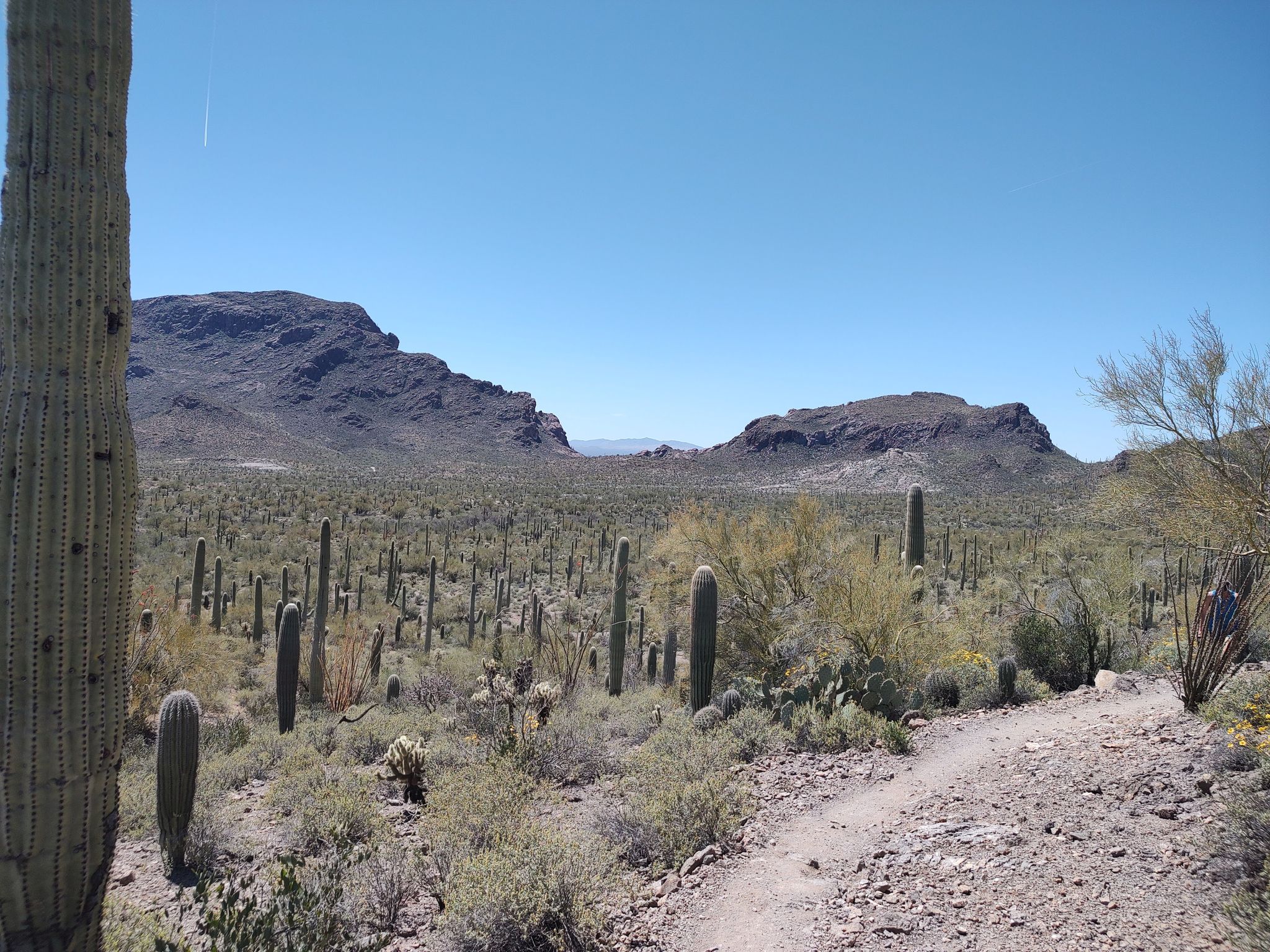 Bright desert landscape with saguaro cacti, mountains, and a dirt path. - Clearwell Reservoir – Rock Wren Trail loop from The Villas at Starr Pass