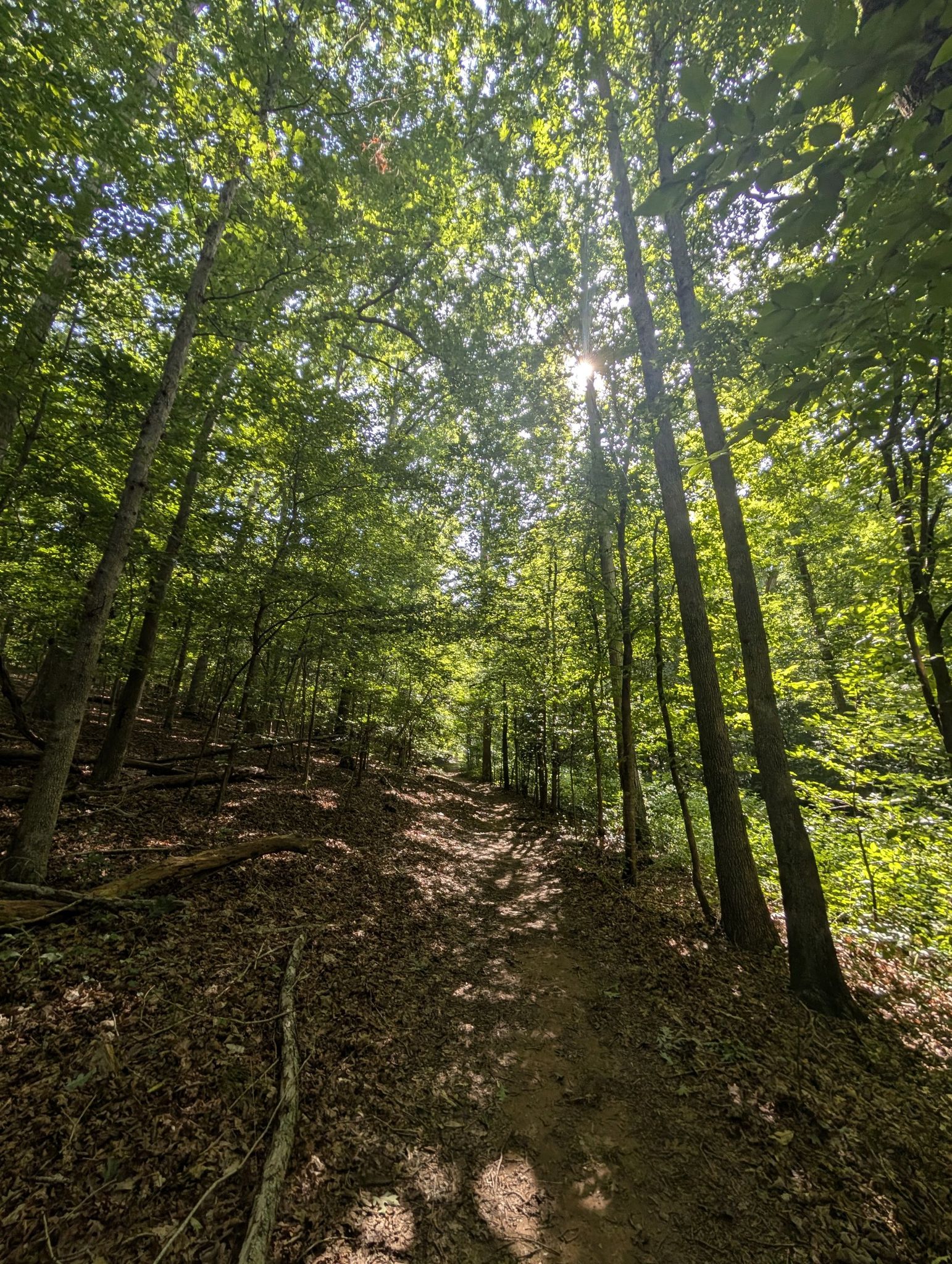 A sun-dappled dirt path winds uphill through a dense green forest. - Red Oak Loop