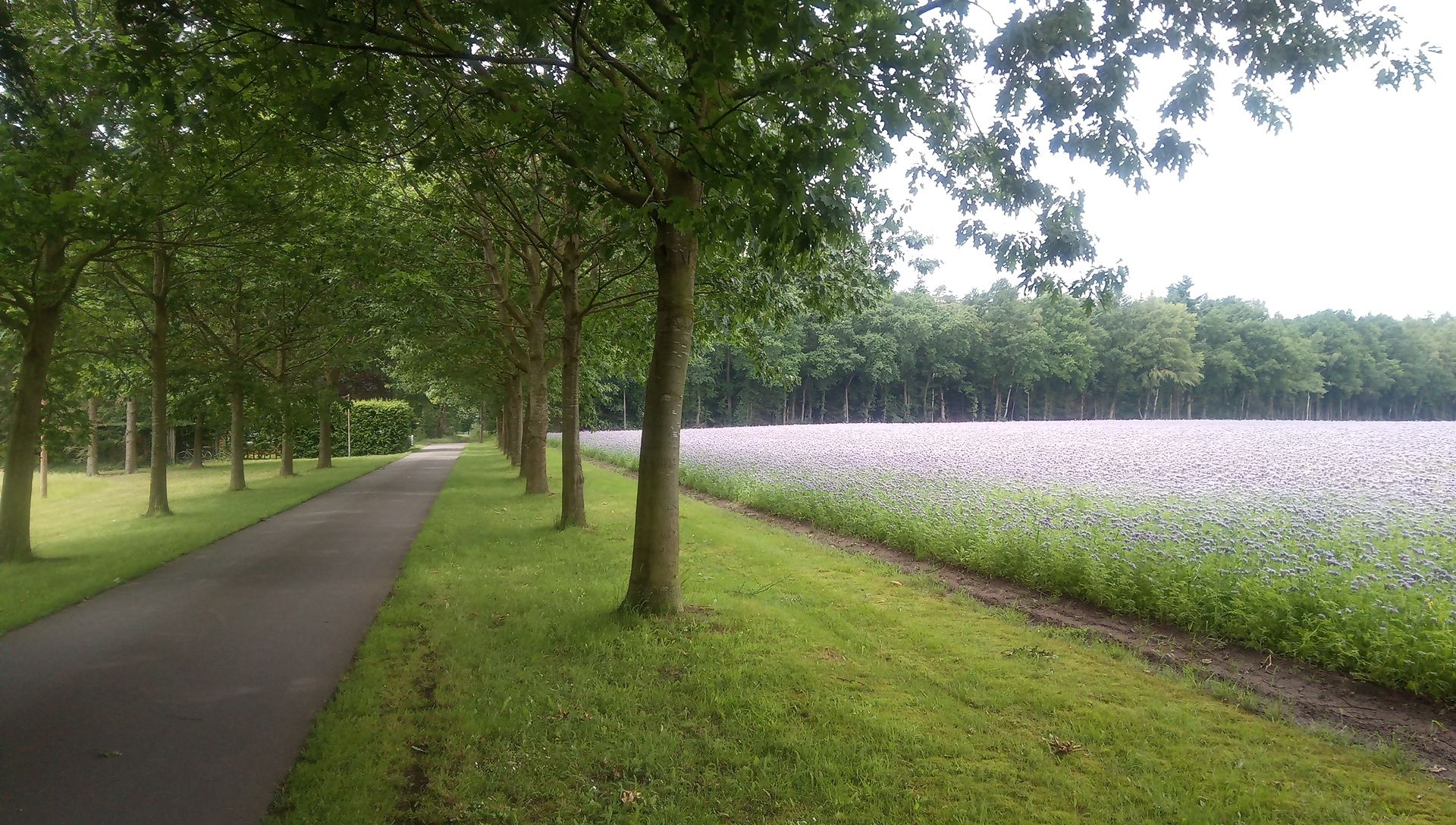 Büschelschön Feld