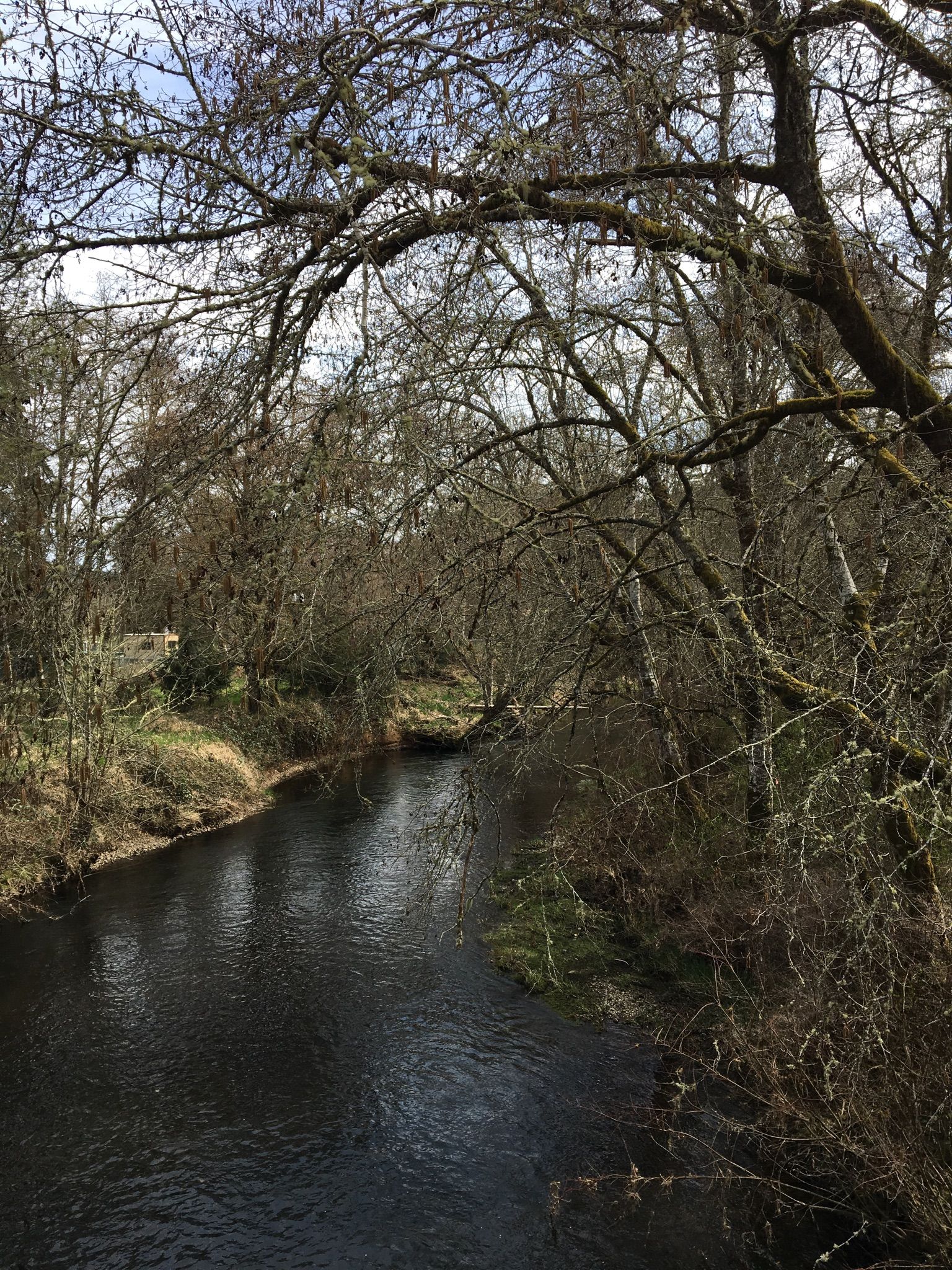 Narrow river flowing through a dense forest of bare, mossy trees. - Old Mill Fuel Building – Banks Vernonia State Trail loop from L.L. Stub Stewart State Park