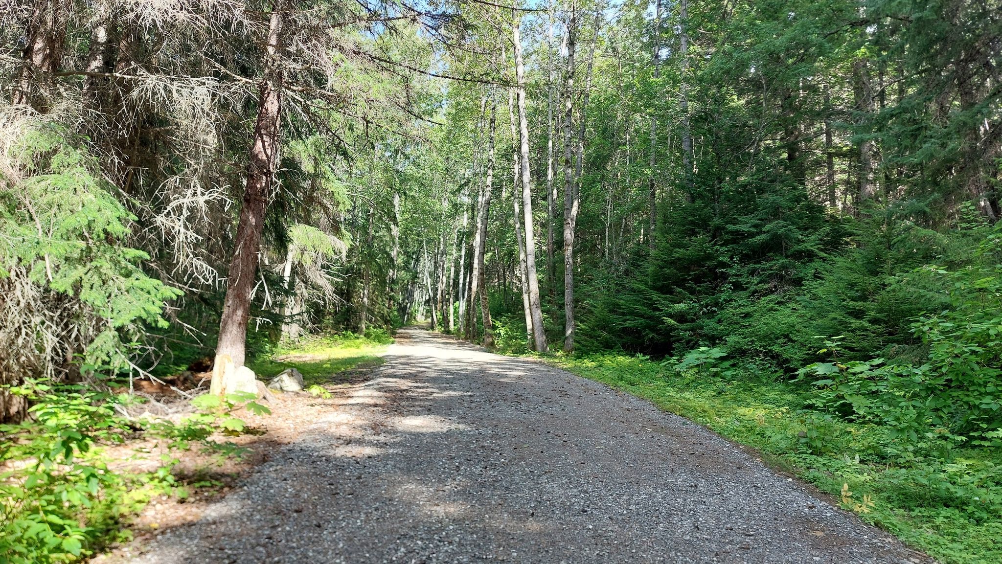 A sunlit gravel path winds through a dense green forest. - AB Mountain Trail