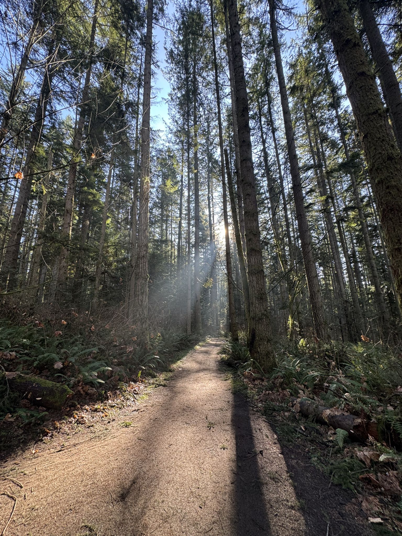 Dirt path through a dense forest with tall trees and dramatic sunbeams. - Bear Creek Park – Welcome Lake loop from Marymoor Village