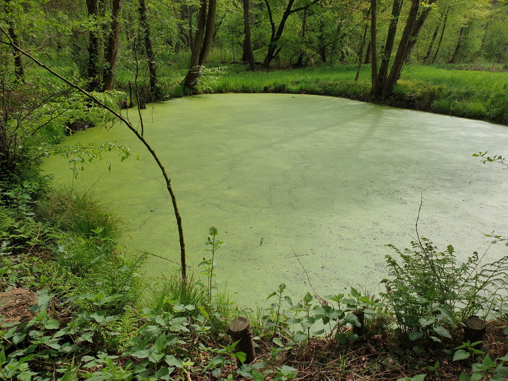 grüner Teich