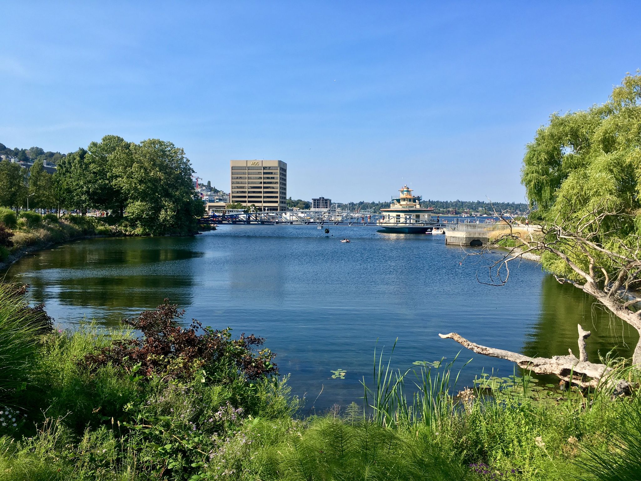 A wide body of water with distant buildings and green trees under clear sky. - Cheshiahud Lake Union Loop