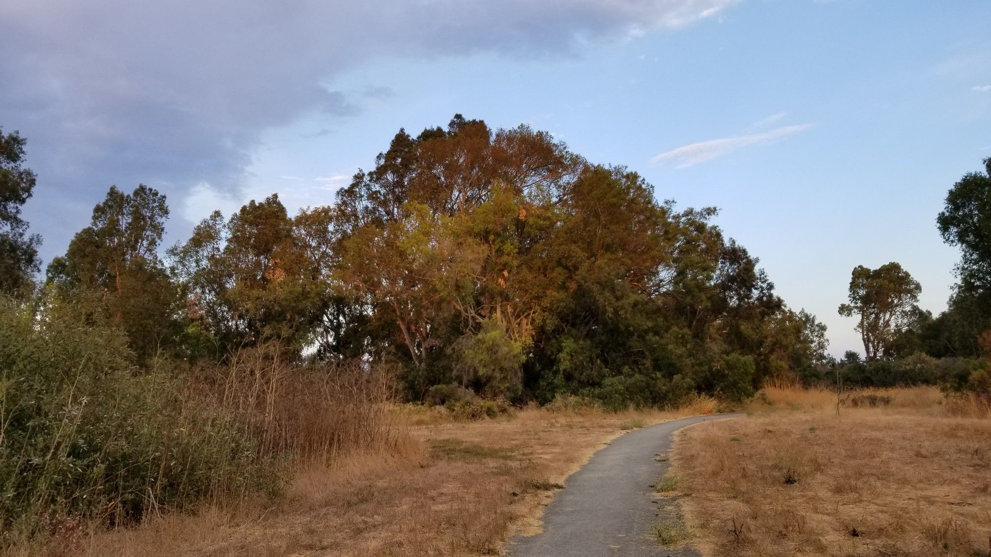 Paved path winding through dry grass towards dense trees under a cloudy sky. - Guadalupe River Trail