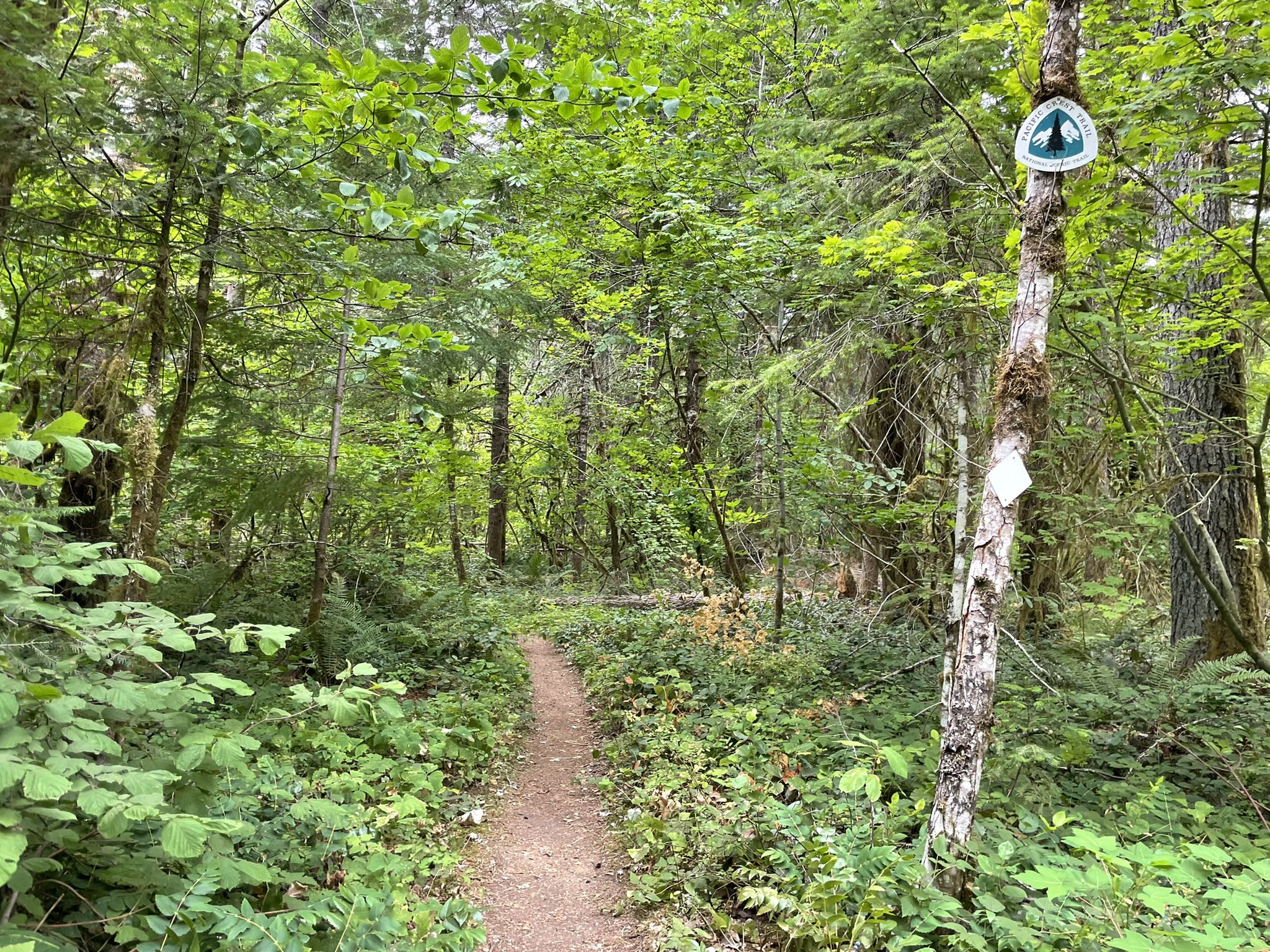 Dirt path through a lush green forest with a trail marker on a tree. - Gobblers Knob – Panther Creek loop from Carson