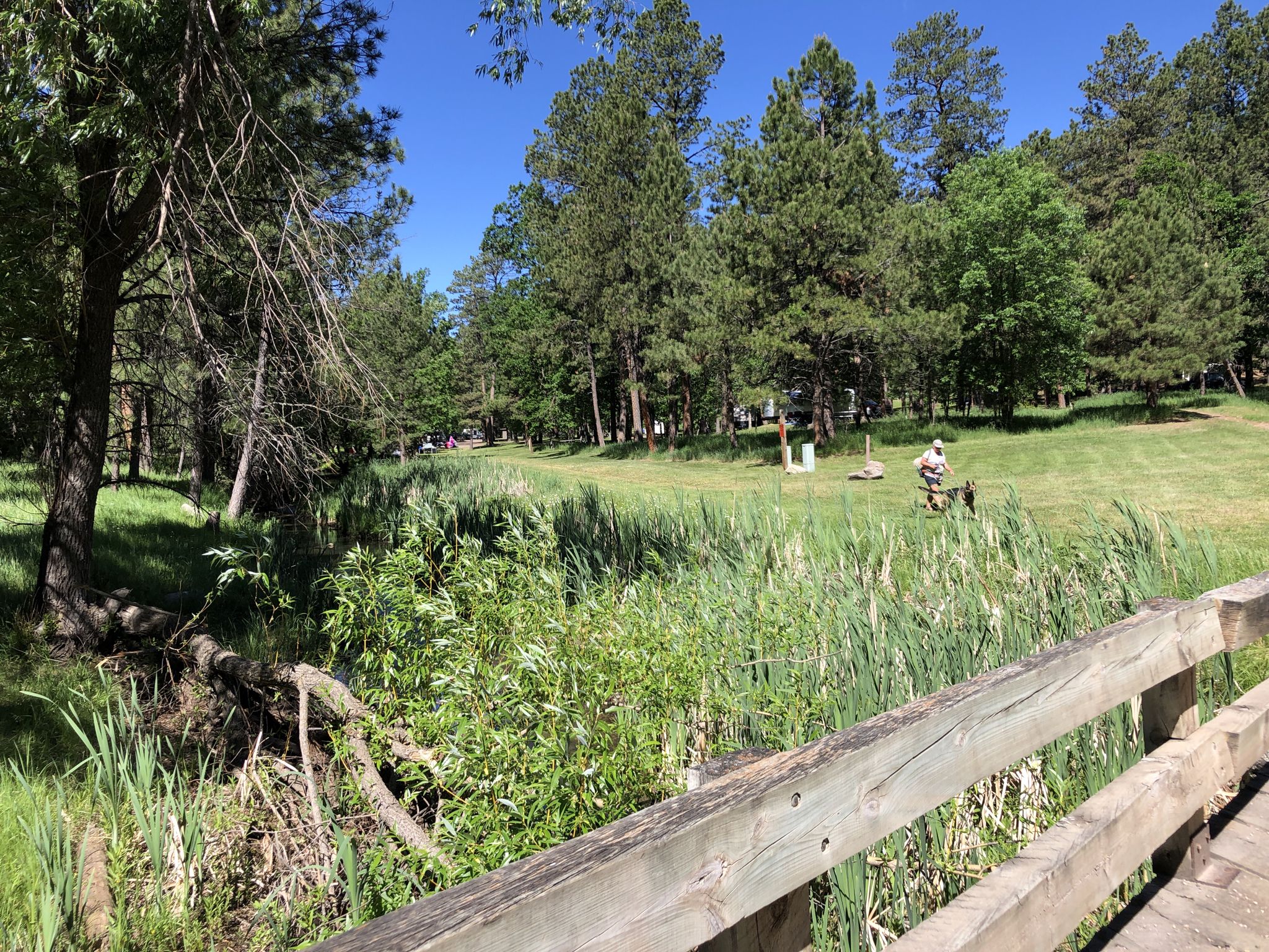 Person walks a dog in a sunny, grassy field near a wooden bridge. - The Lost Trails: Lower Loop