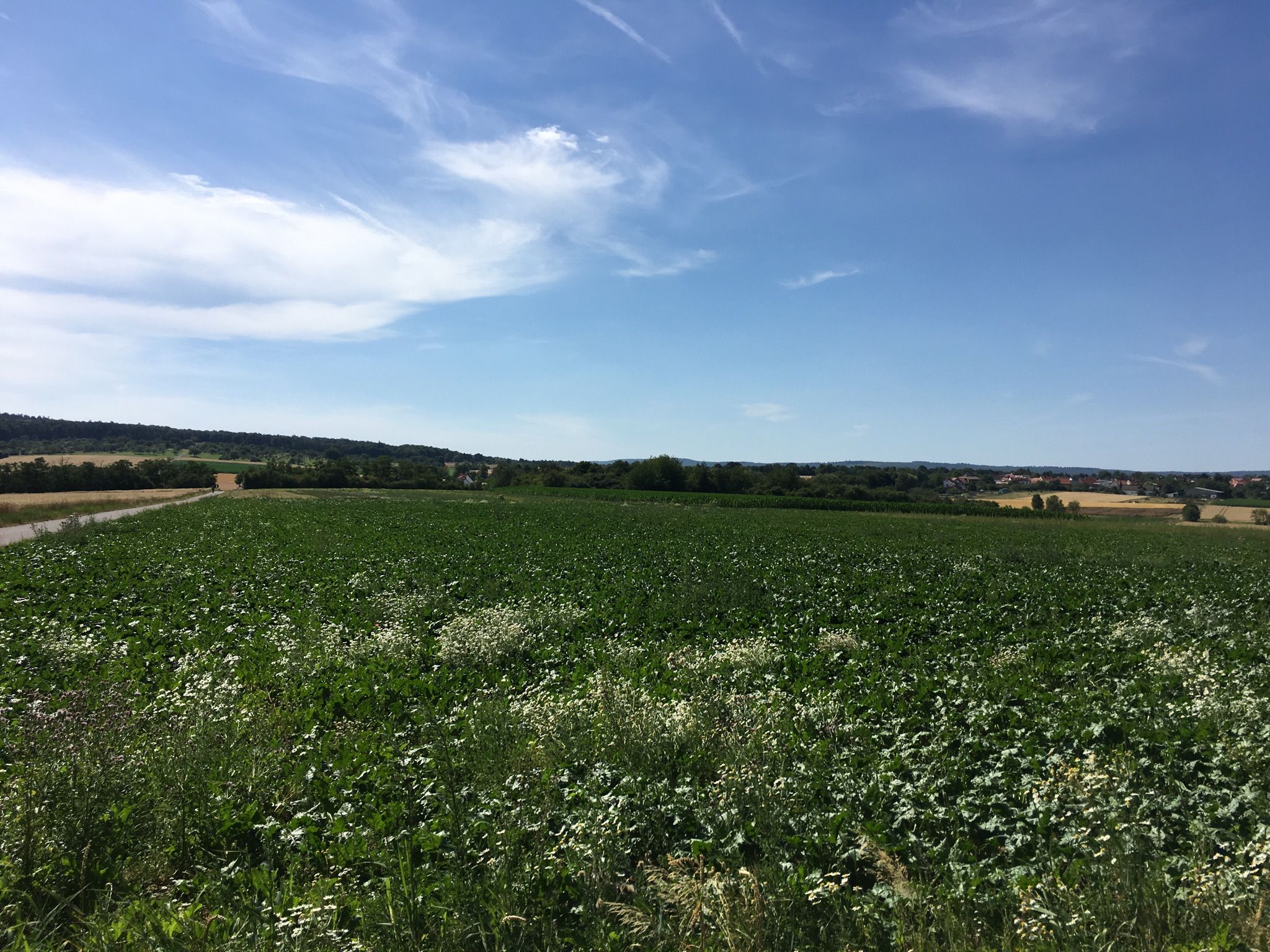 ⮕ Pohl Göns Gastst. Windhof