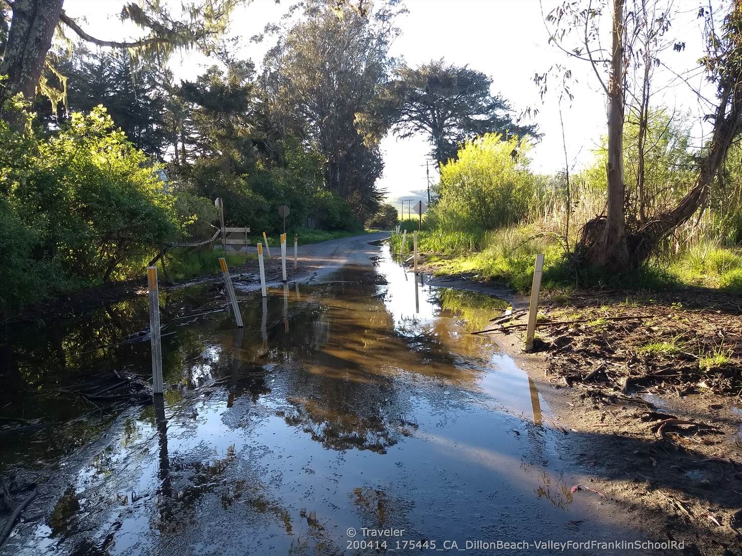 A flooded dirt road through a wooded area with bright sunlight. - Dillon Beach & Estero de San Antonio loop