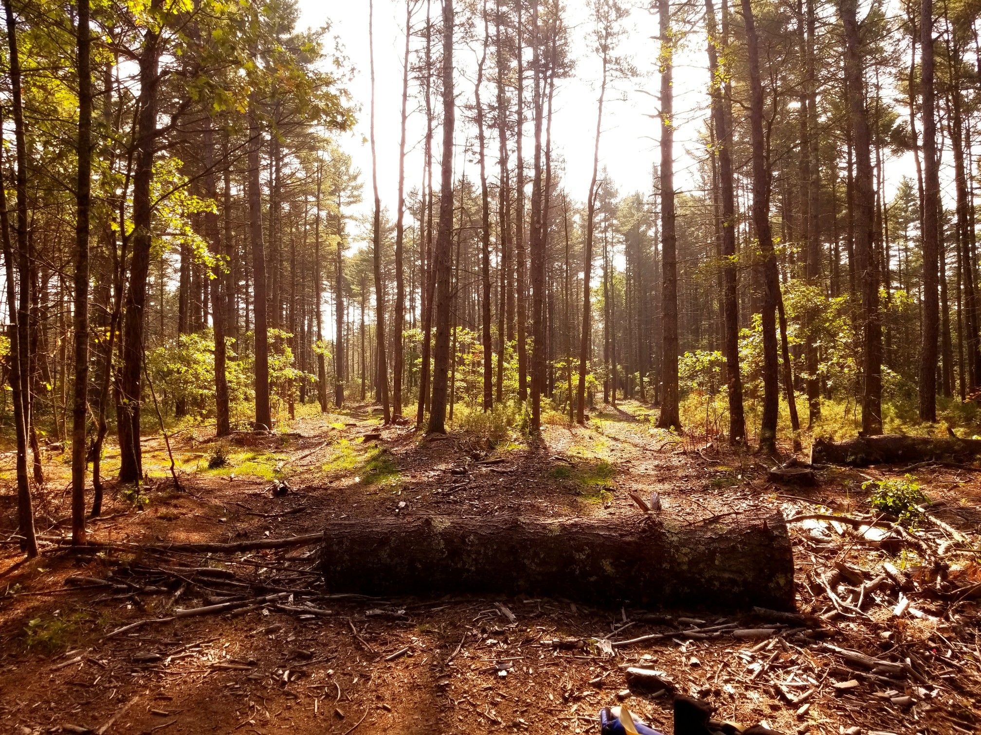 Sunlight filters through a dense forest with tall trees and a large fallen log. - Memorial Forest