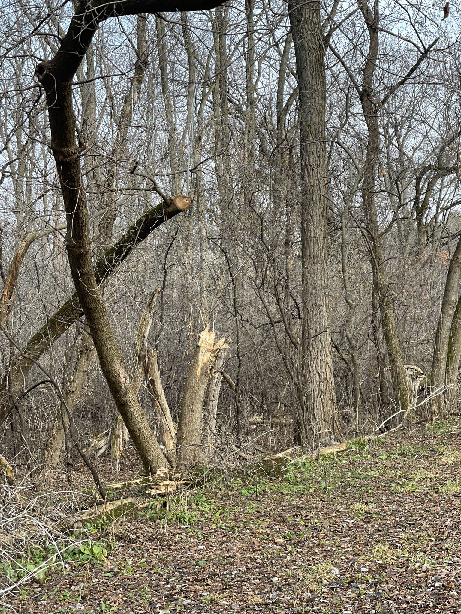 Forest with many bare and broken trees, showing signs of damage. - Pewaukee Lake loop from Hartland