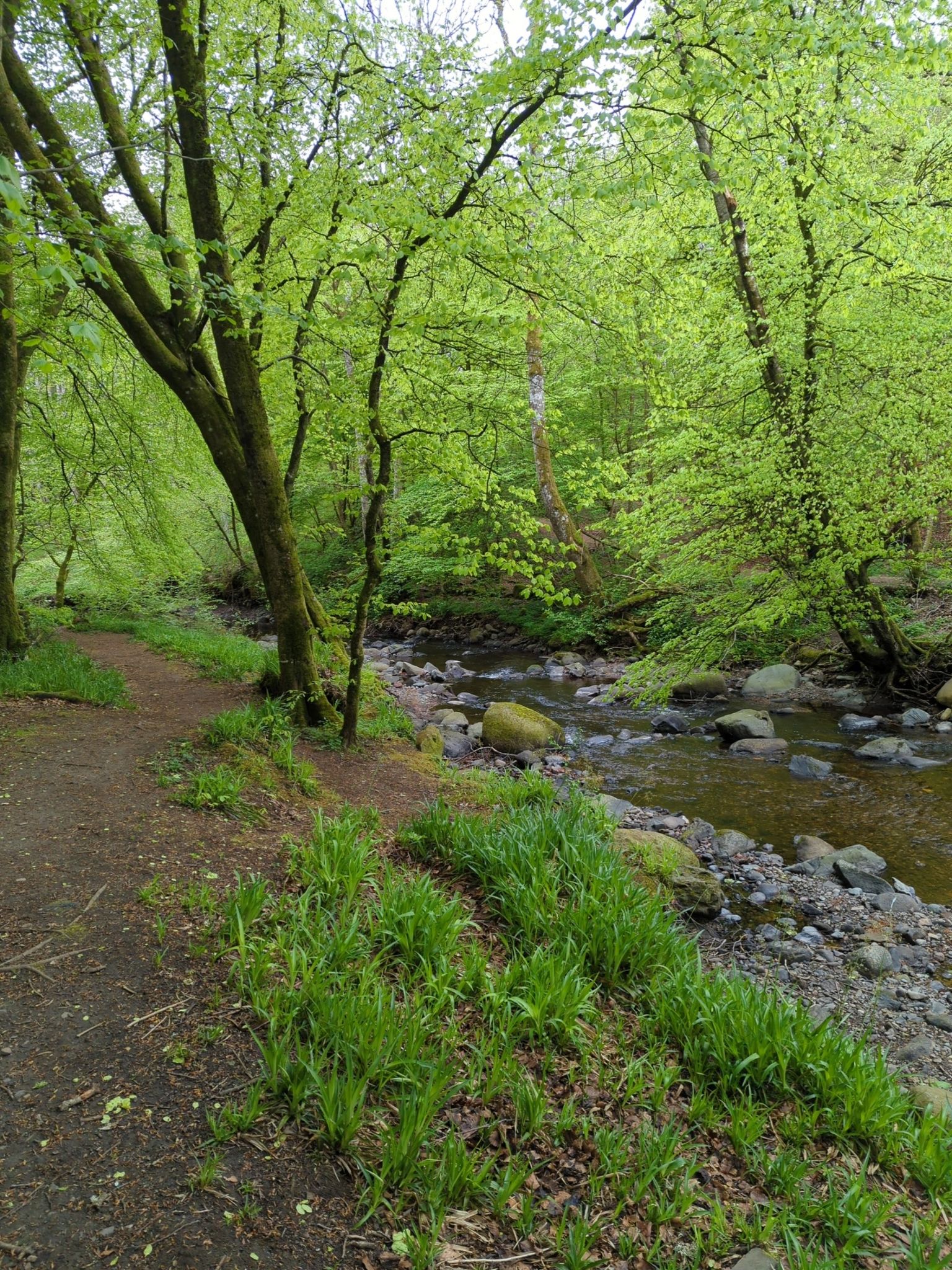 path to Den of Alyth