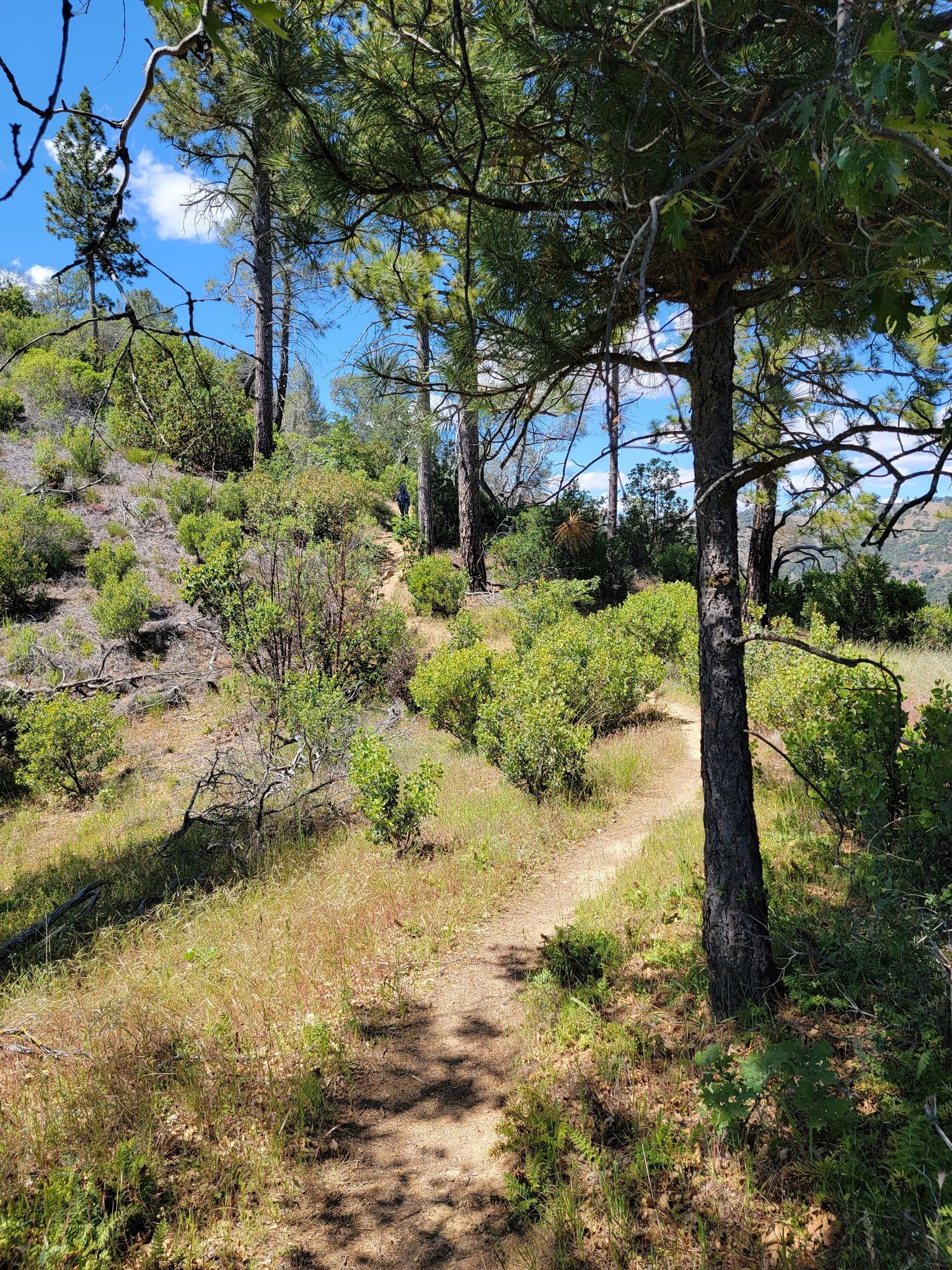 A sunny dirt path winds uphill through pine trees and green bushes. - Middle Ridge Loop