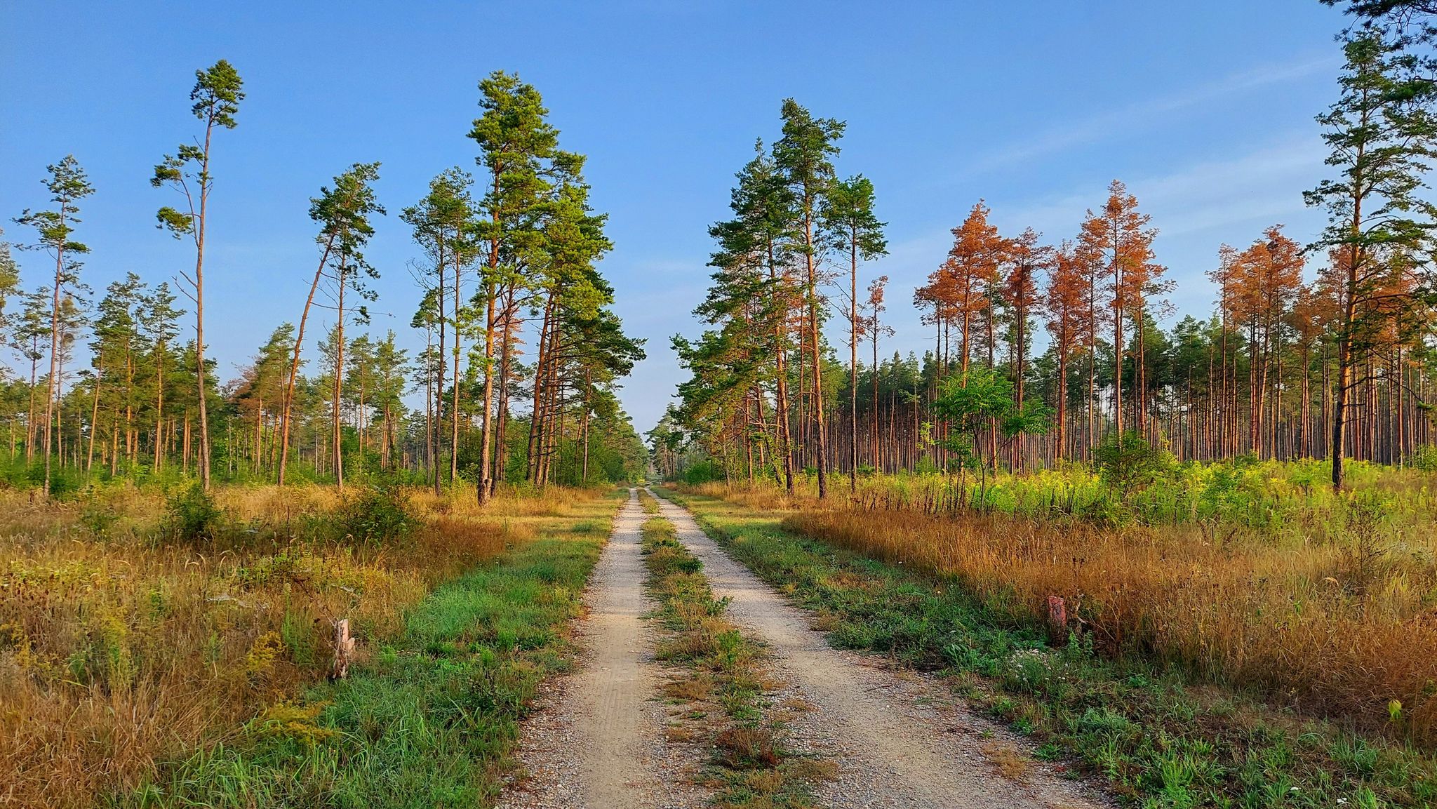 Weikendorfer Wald