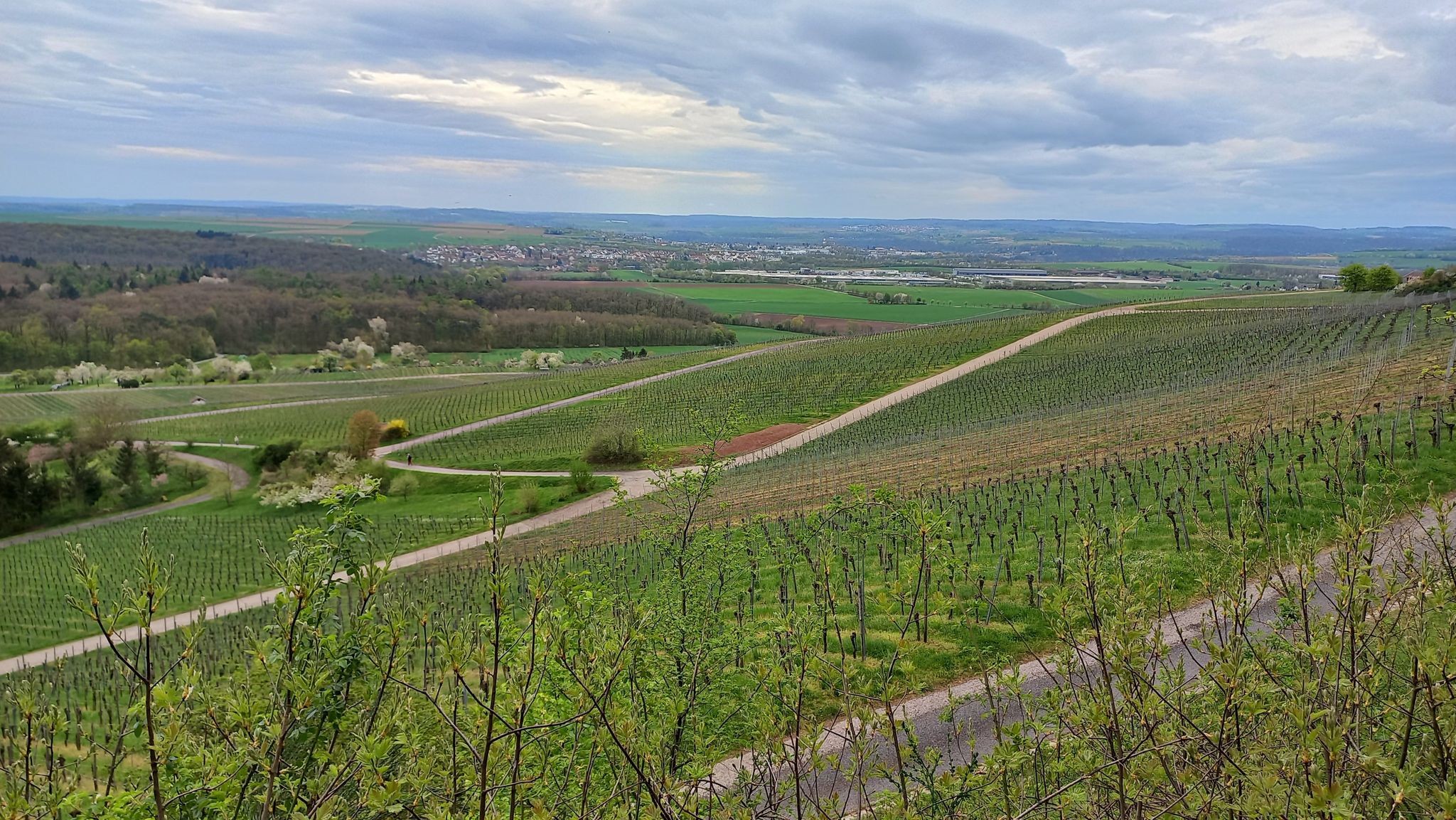 ...Aussicht über die Weinberge