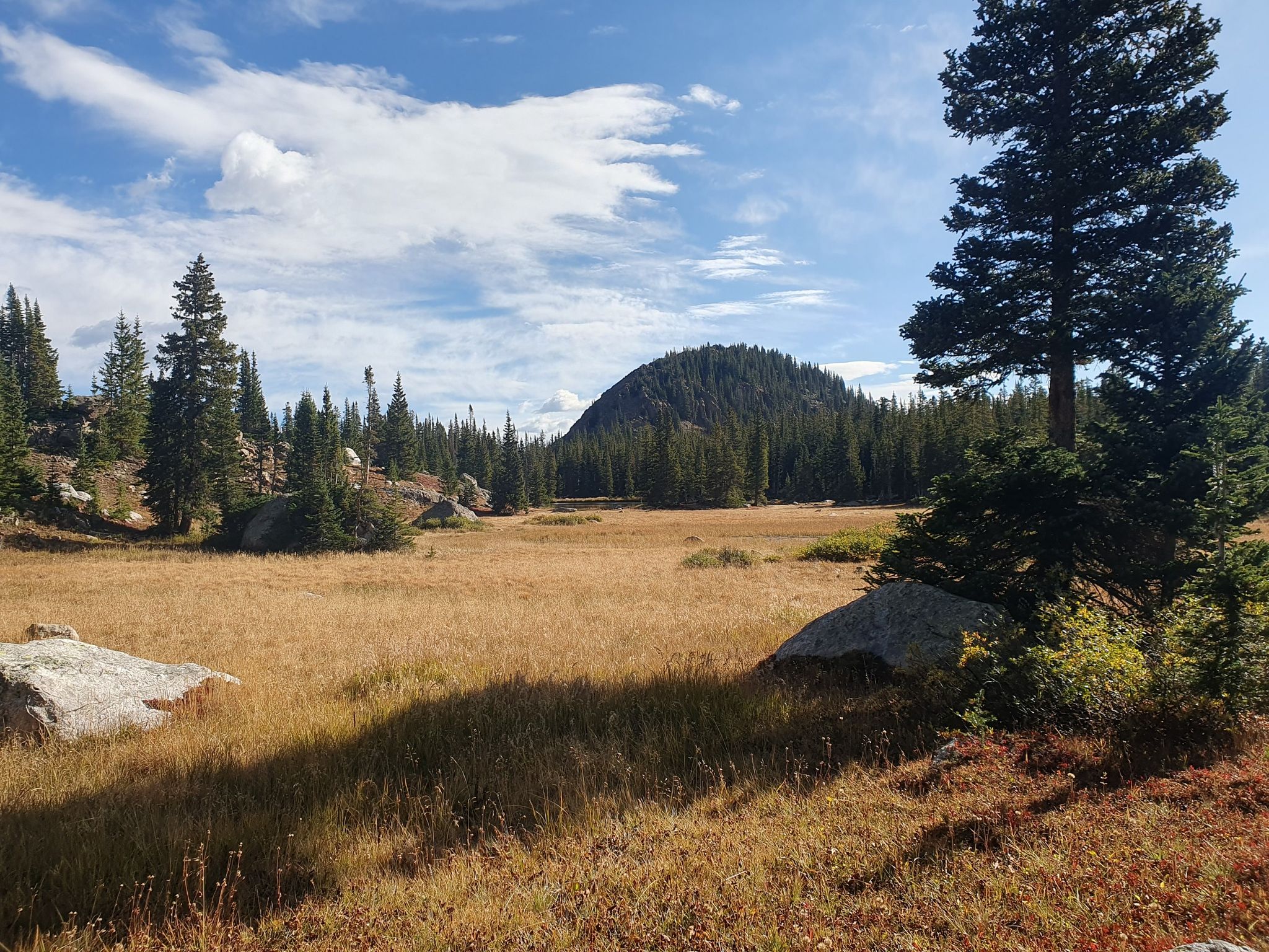 Sunny meadow with pine trees, a forested hill, and long shadows. - Colorado Trail: Segment 9