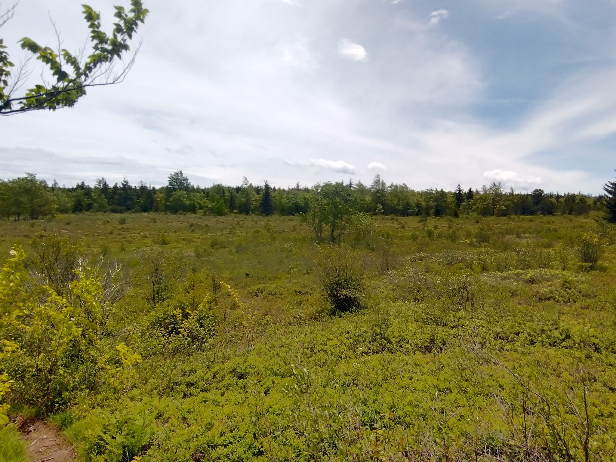 Expansive green meadow with scattered bushes, bordered by a dense forest under a cloudy sky. - Red Creek and Big Stonecoal Loop