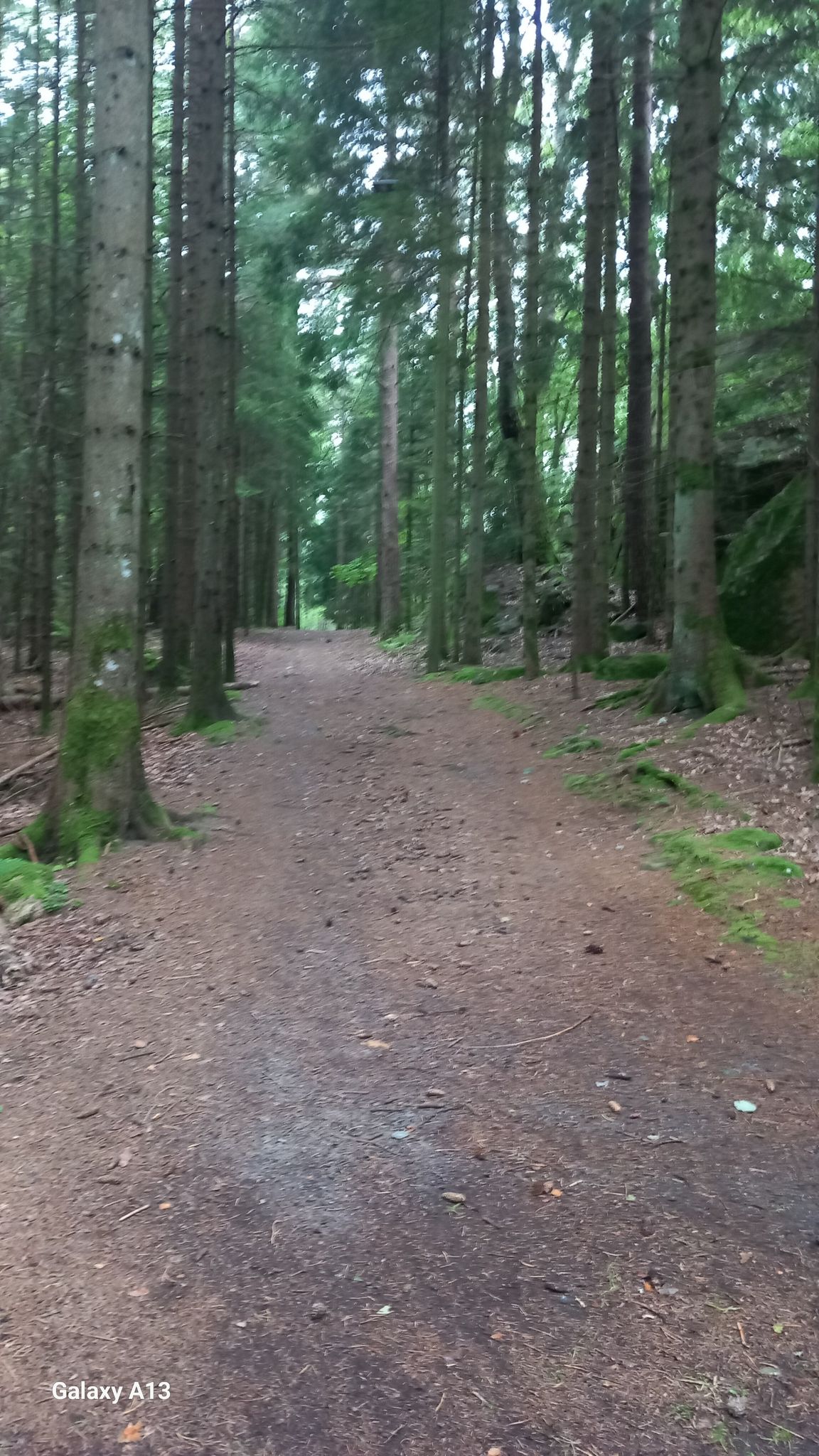 chemin dans les bois