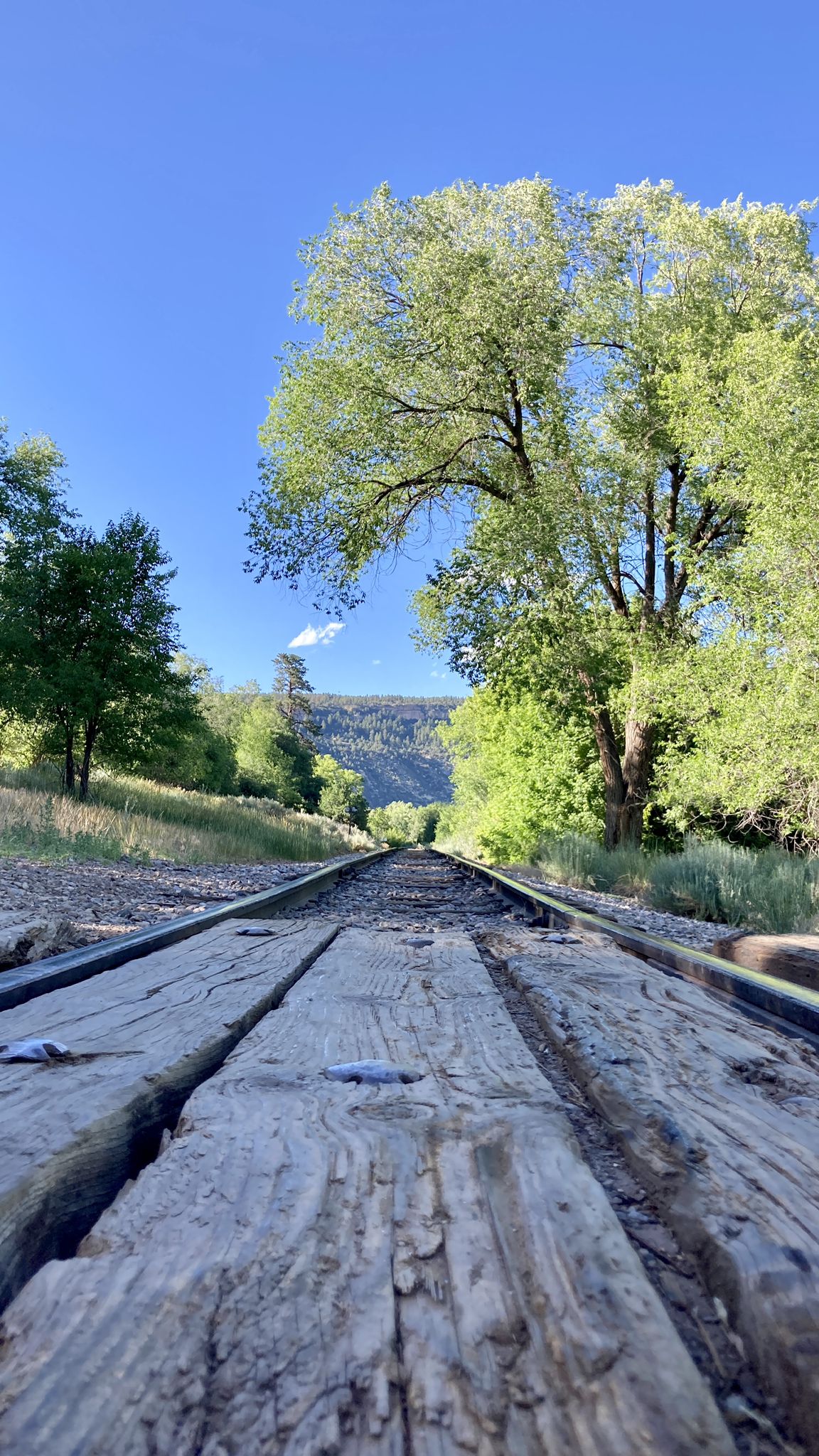 Low angle view of railroad tracks leading through green trees and mountains. - Horse Gulch Road – Horse Gulch Trailhead loop from Durango