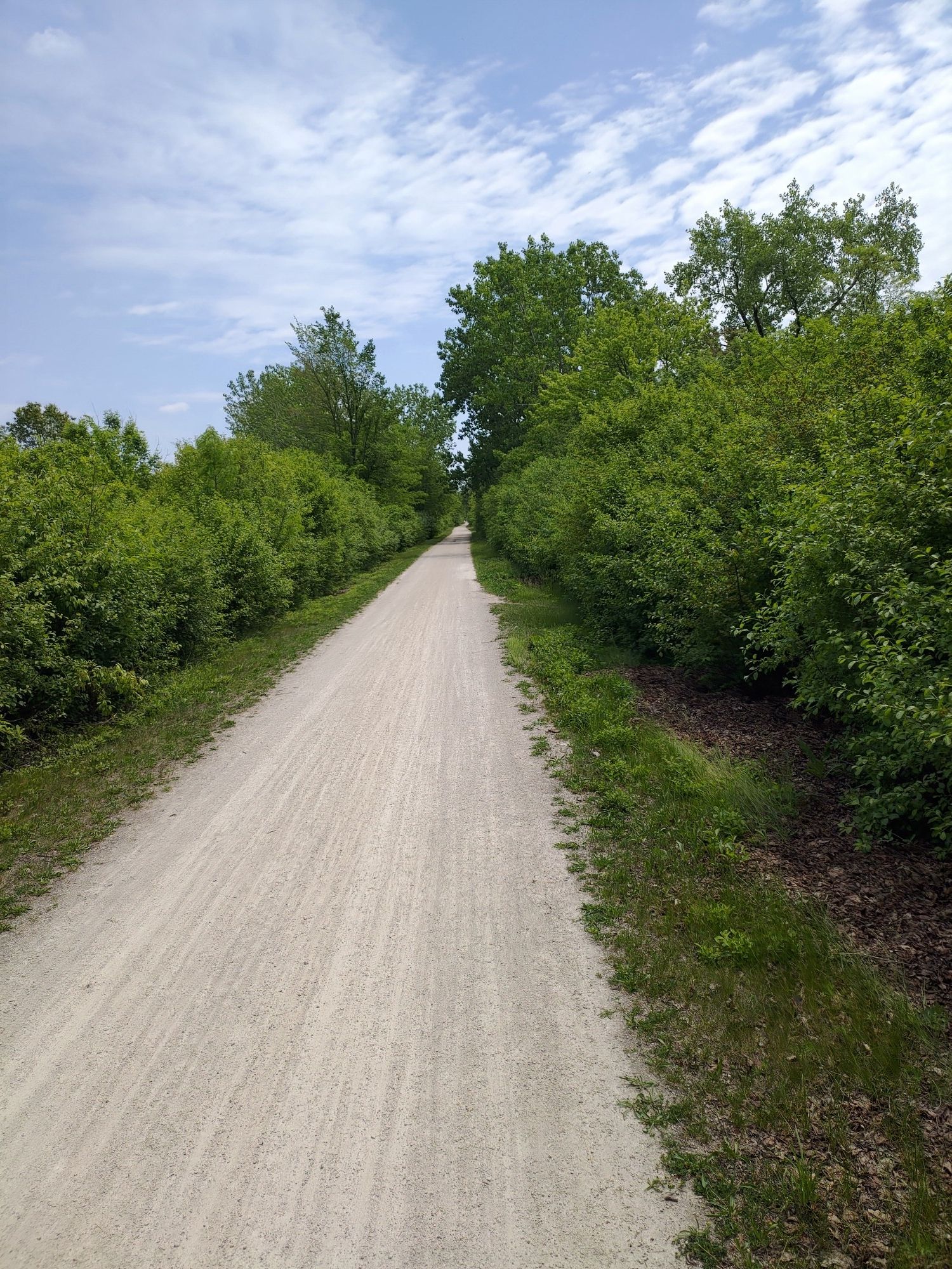 A long, straight dirt path through green trees under a bright sky. - Great Western Trail