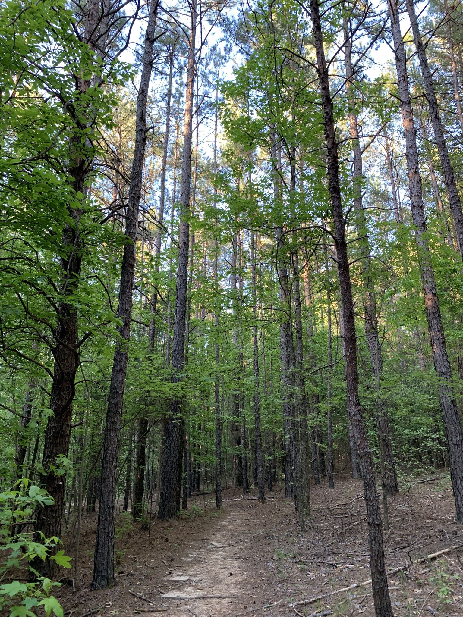 A dirt path winds through a dense forest of tall trees. - River Run Trail – Catawba River loop from Baxter Village
