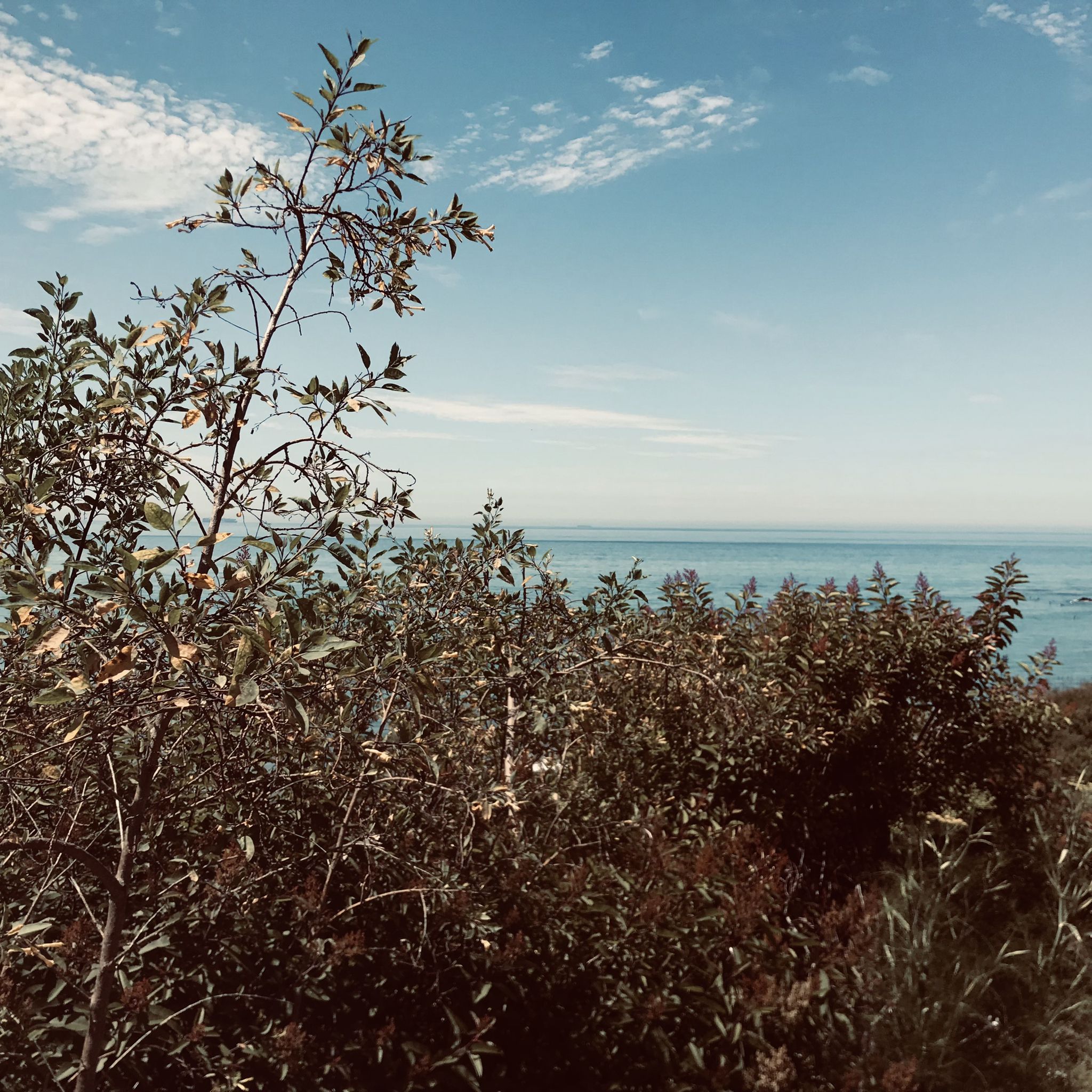 Lush coastal bushes in foreground with the blue ocean under a bright sky. - South Beach – Leo Carillo State Park loop from Neptune's Net