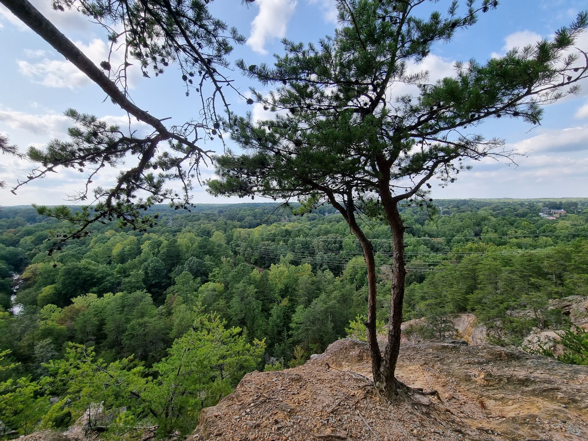 Pine tree overlooking a vast green forest under a bright sky. - Hillsborough Riverwalk and Occoneechee Mountain Loop