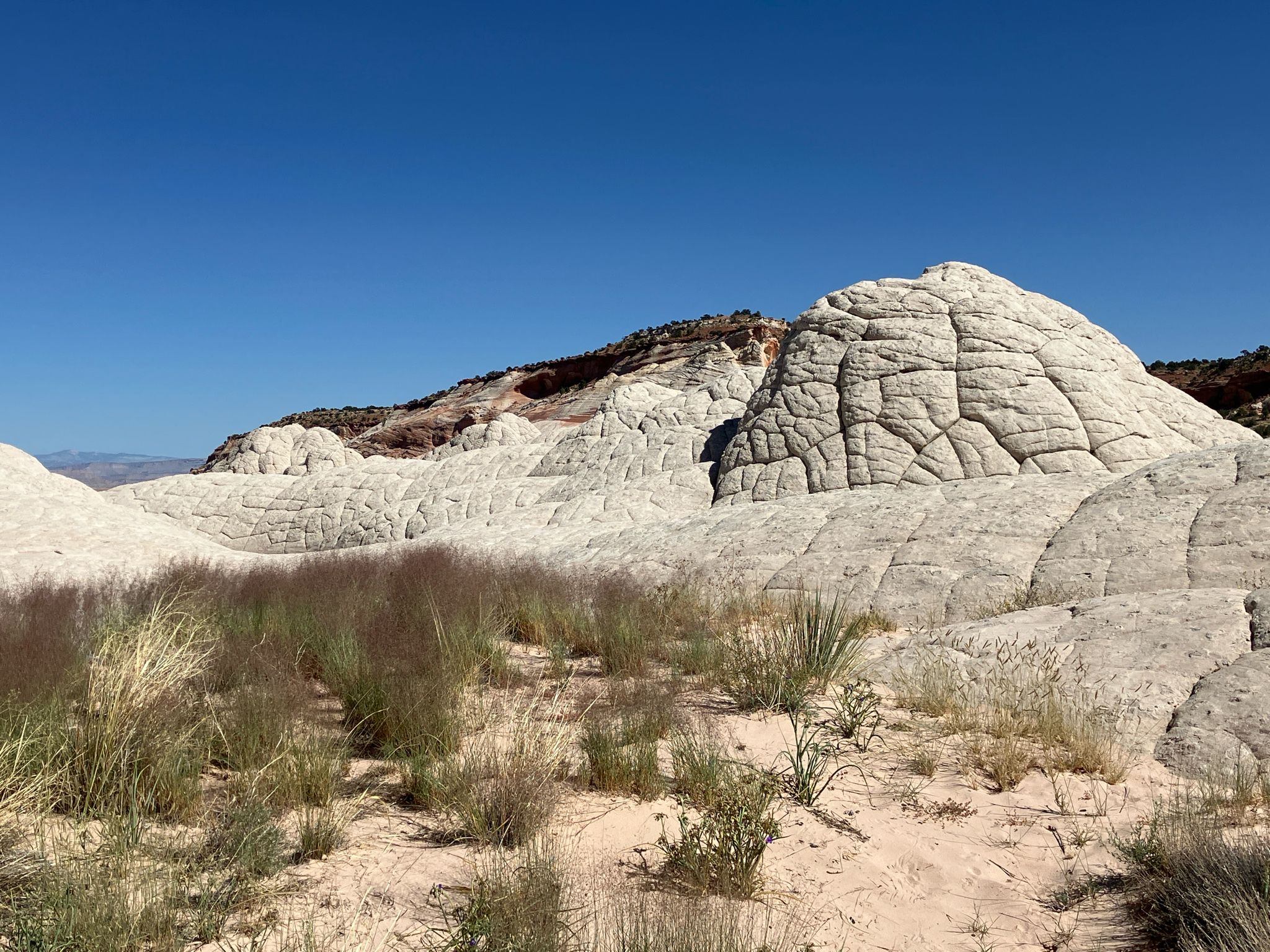 White, bumpy rock formations rise above sandy ground with sparse green grasses. - White Pocket Trail