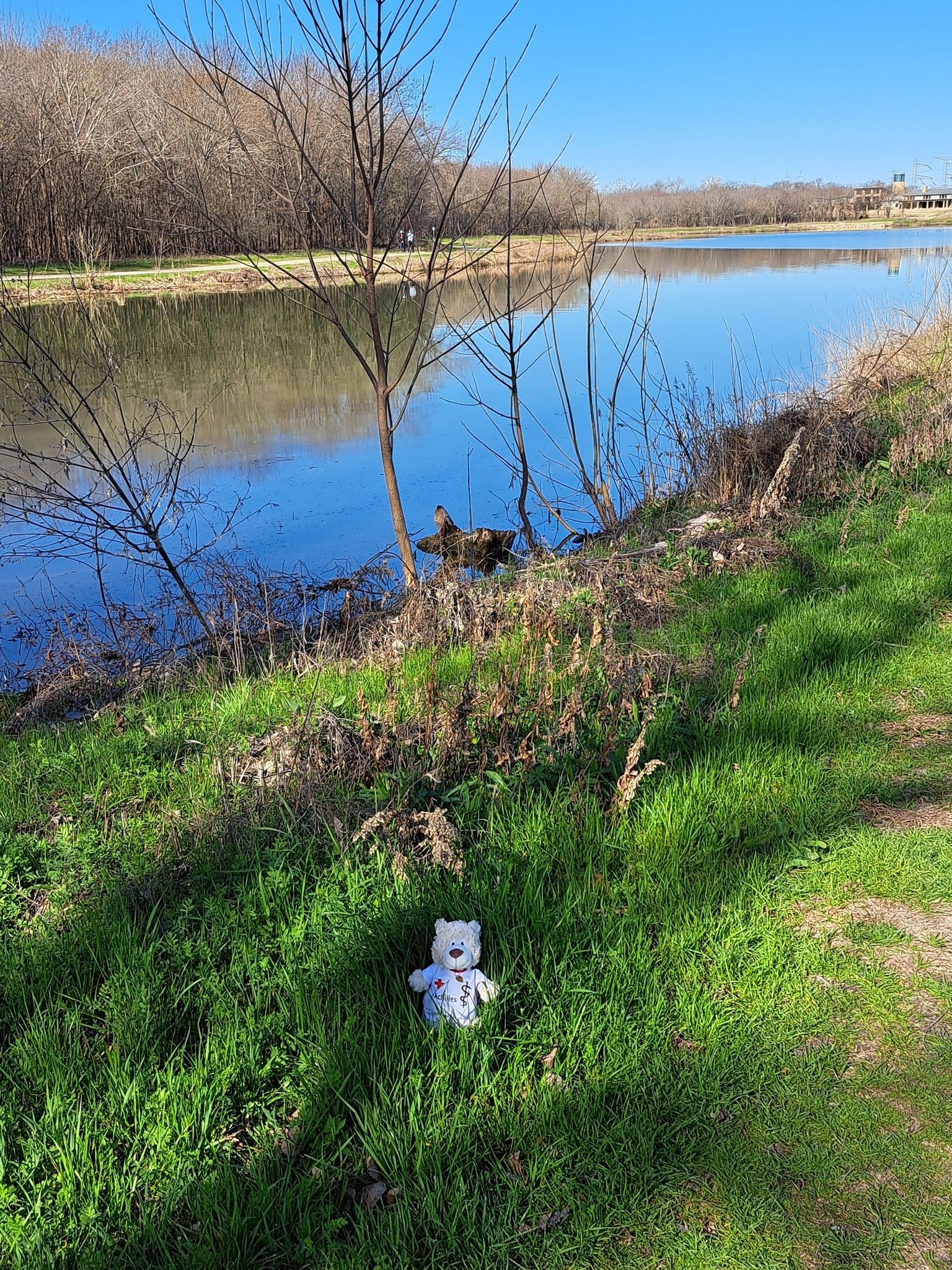 A white teddy bear sits in bright green grass by a sunny lake. - Rowlett Creek Trails loop from Oak Point Nature Preserve
