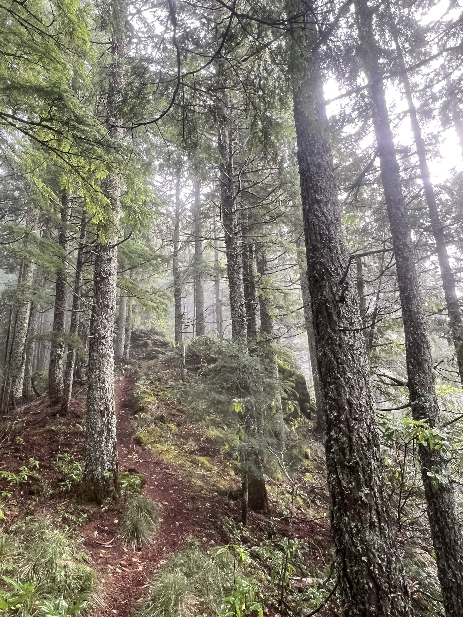 Tall evergreen trees stand in a misty forest with an upward sloping path. - West Zigzag Mountain Trail