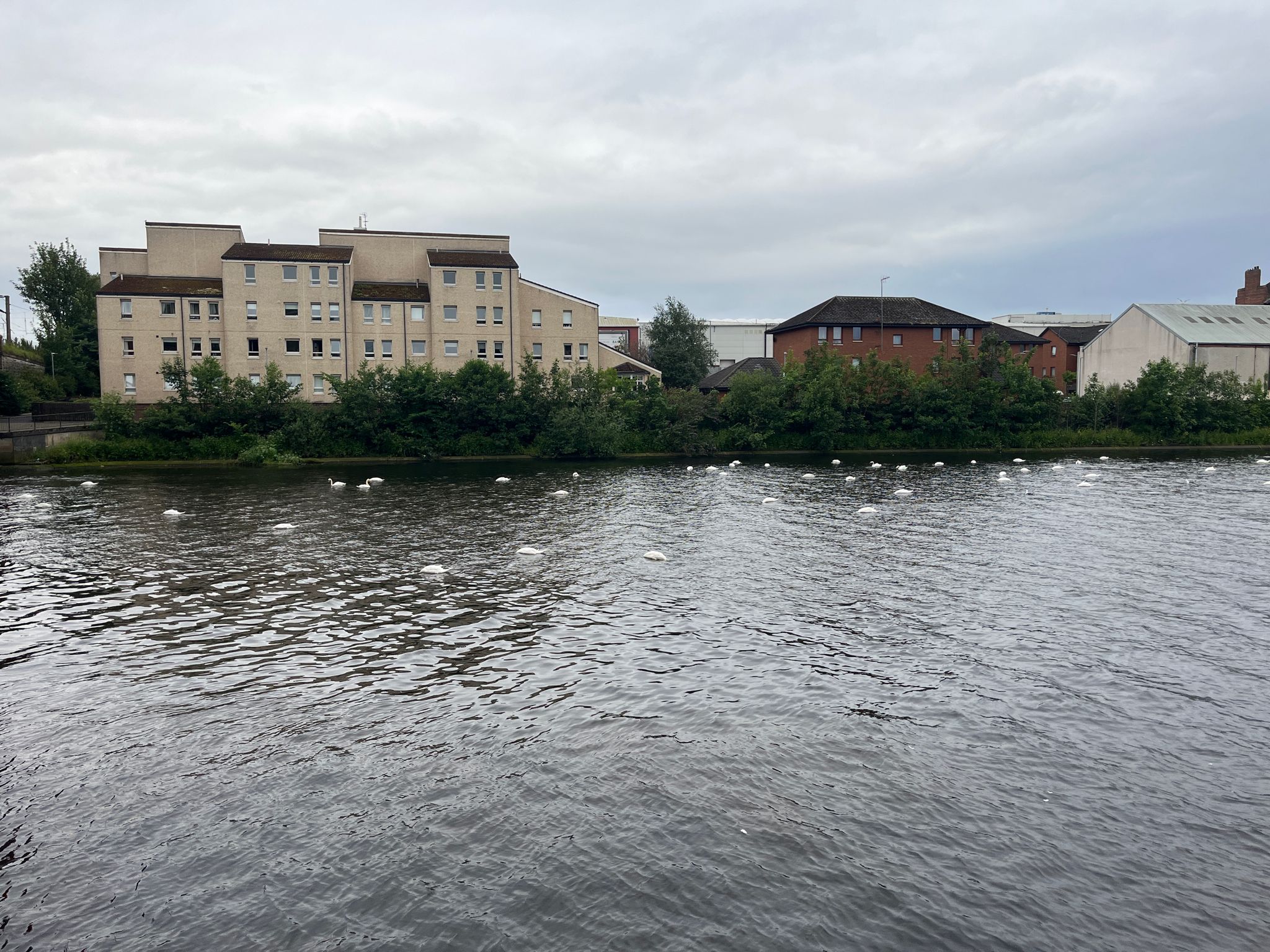 Swans aplenty by the railway bridge in Ayr