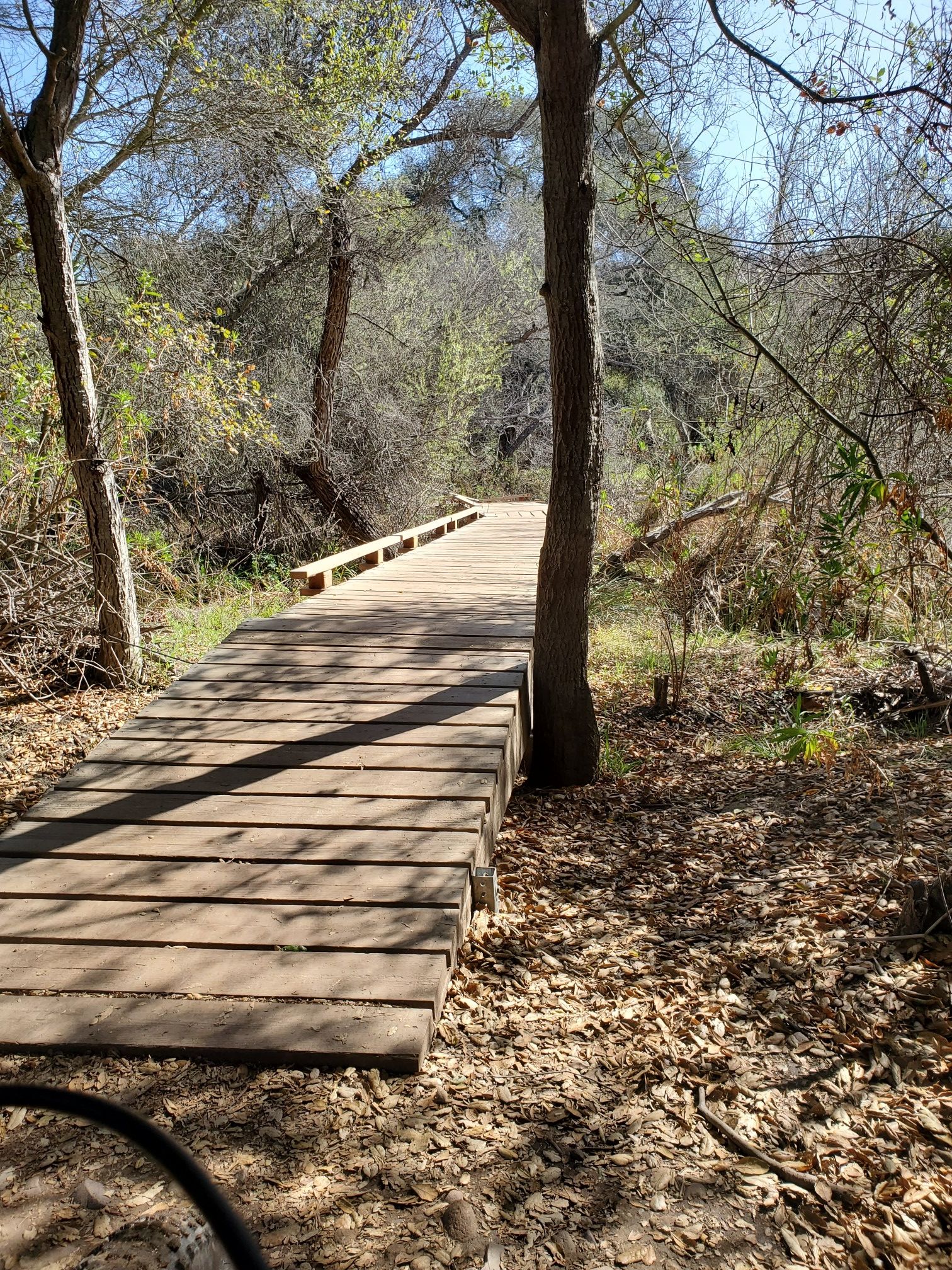 A wooden boardwalk extends through a sunlit, leafy forest with tall trees. - Peñasquitos Creek Crossing loop from Mira Mesa
