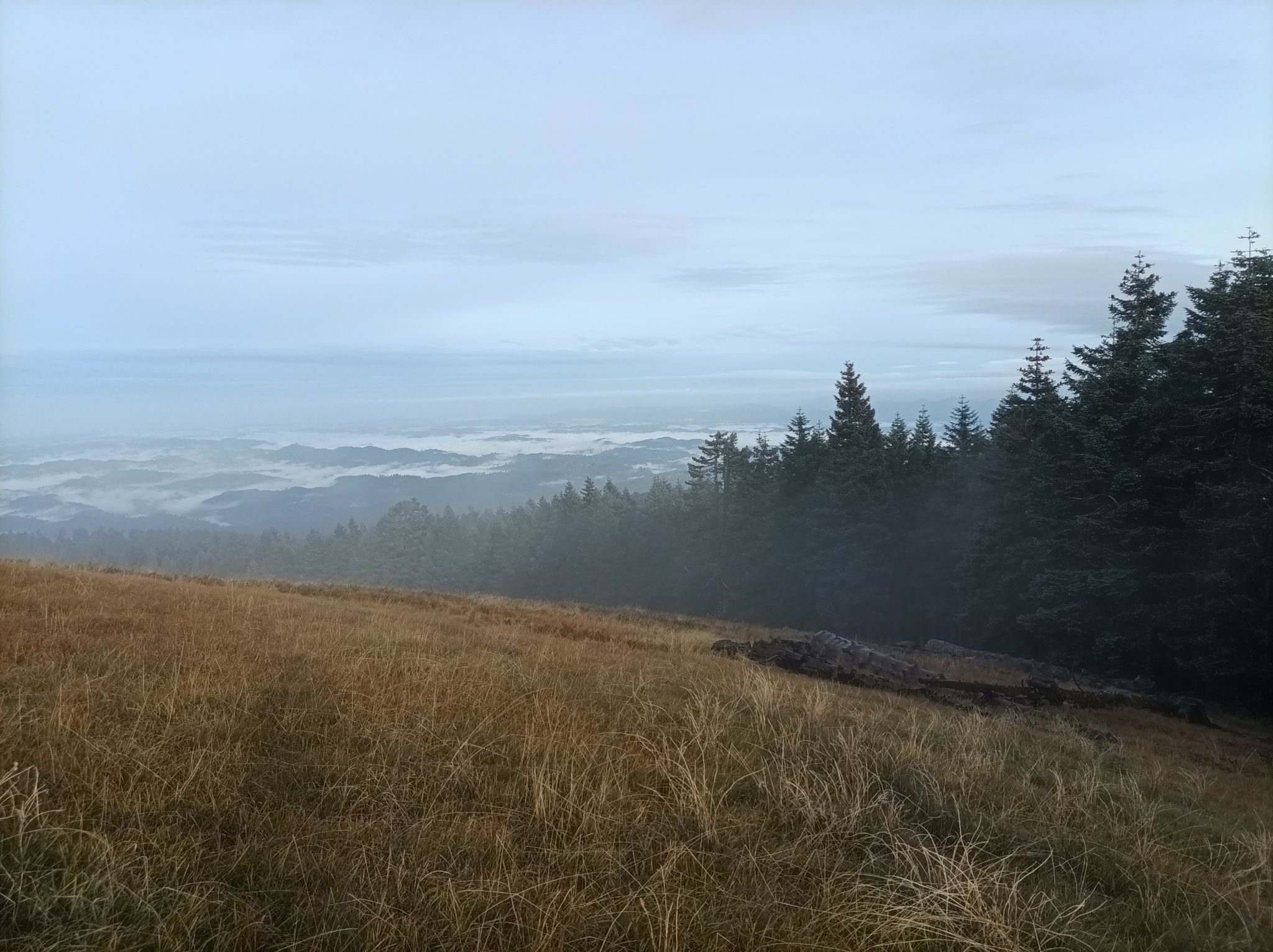 Grassy slope overlooking a misty valley with a dark pine forest. - Marys Peak: North Ridge and Meadow Edge Loop