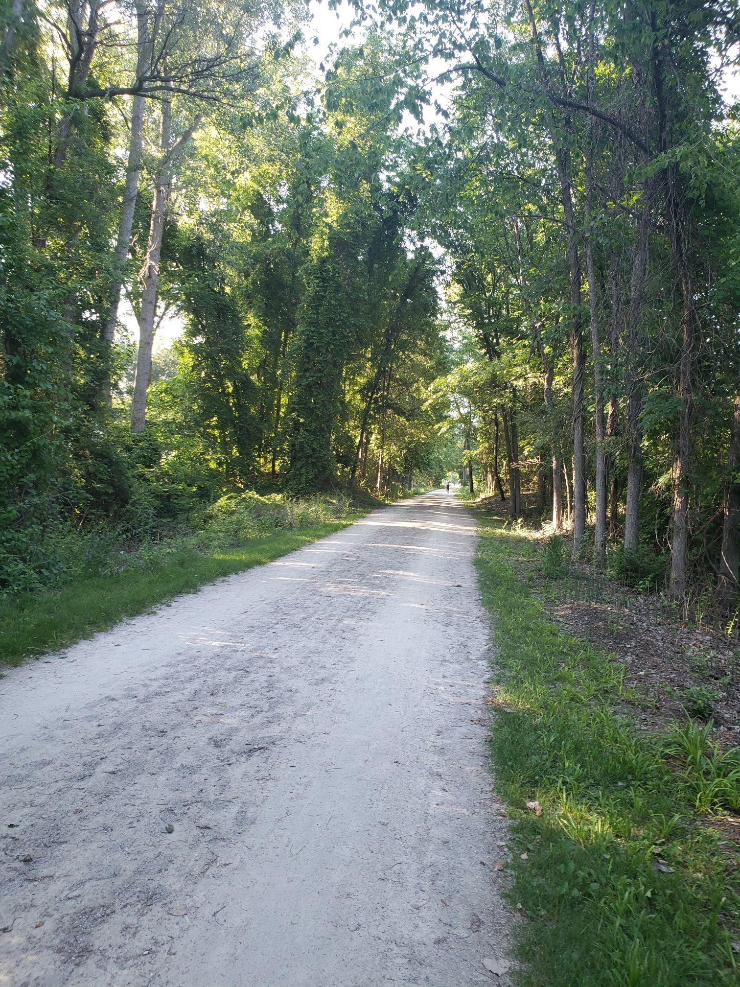 A wide gravel path stretches through a sunlit forest of tall trees. - Dutton Road Climb – Paint Creek Trail loop from Vintage Estates