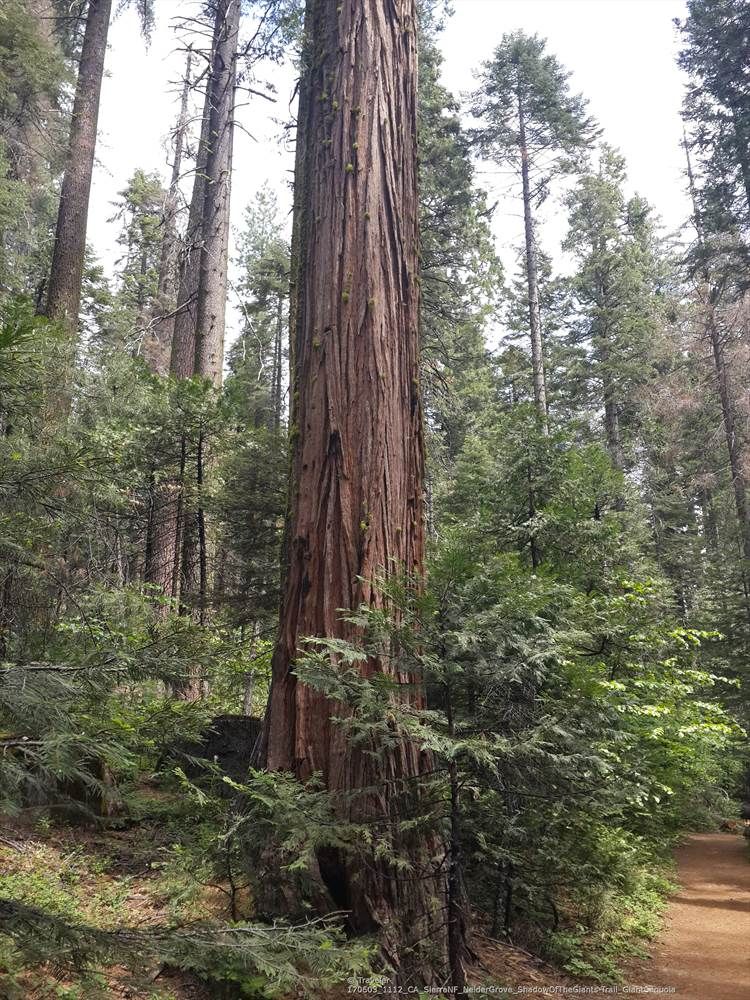 Tall, reddish-brown tree trunk dominates a dense, sunlit forest. - Shadow of the Giants National Recreation Trail