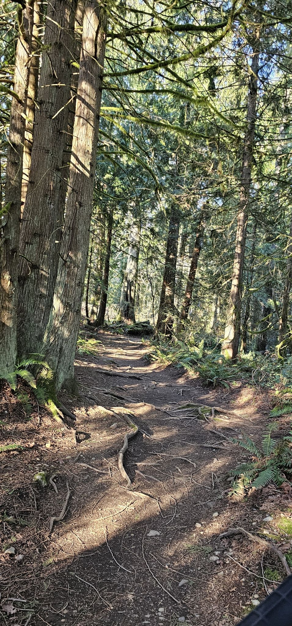 Sunlit forest path with exposed roots and tall, dense trees. - Soaring Eagle Regional Park – Bear Way Trail loop from Hazel Wolf Wetlands Preserve